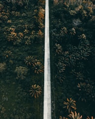 An aerial view of a road surrounded by trees