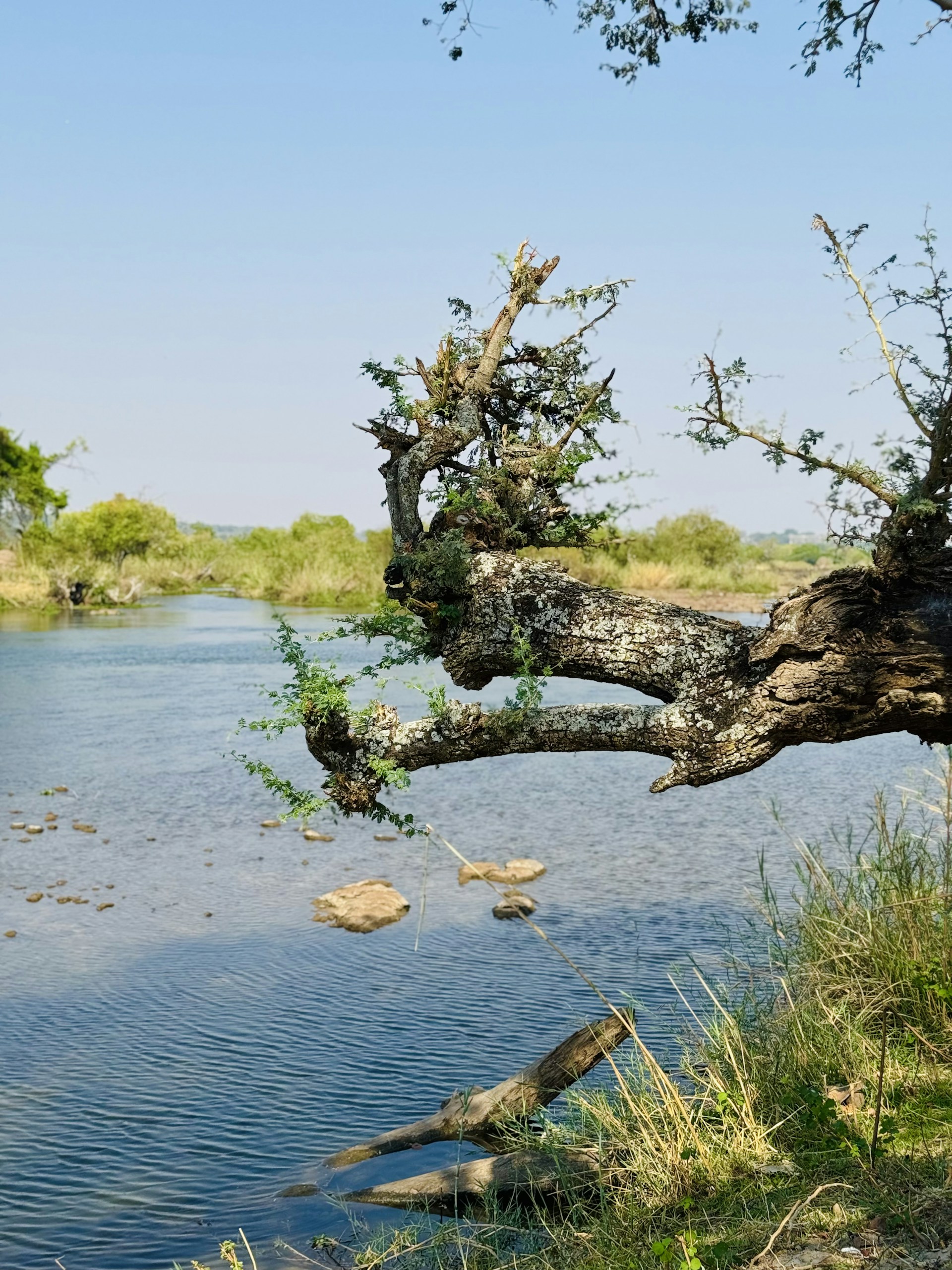 A tree that is leaning over a body of water