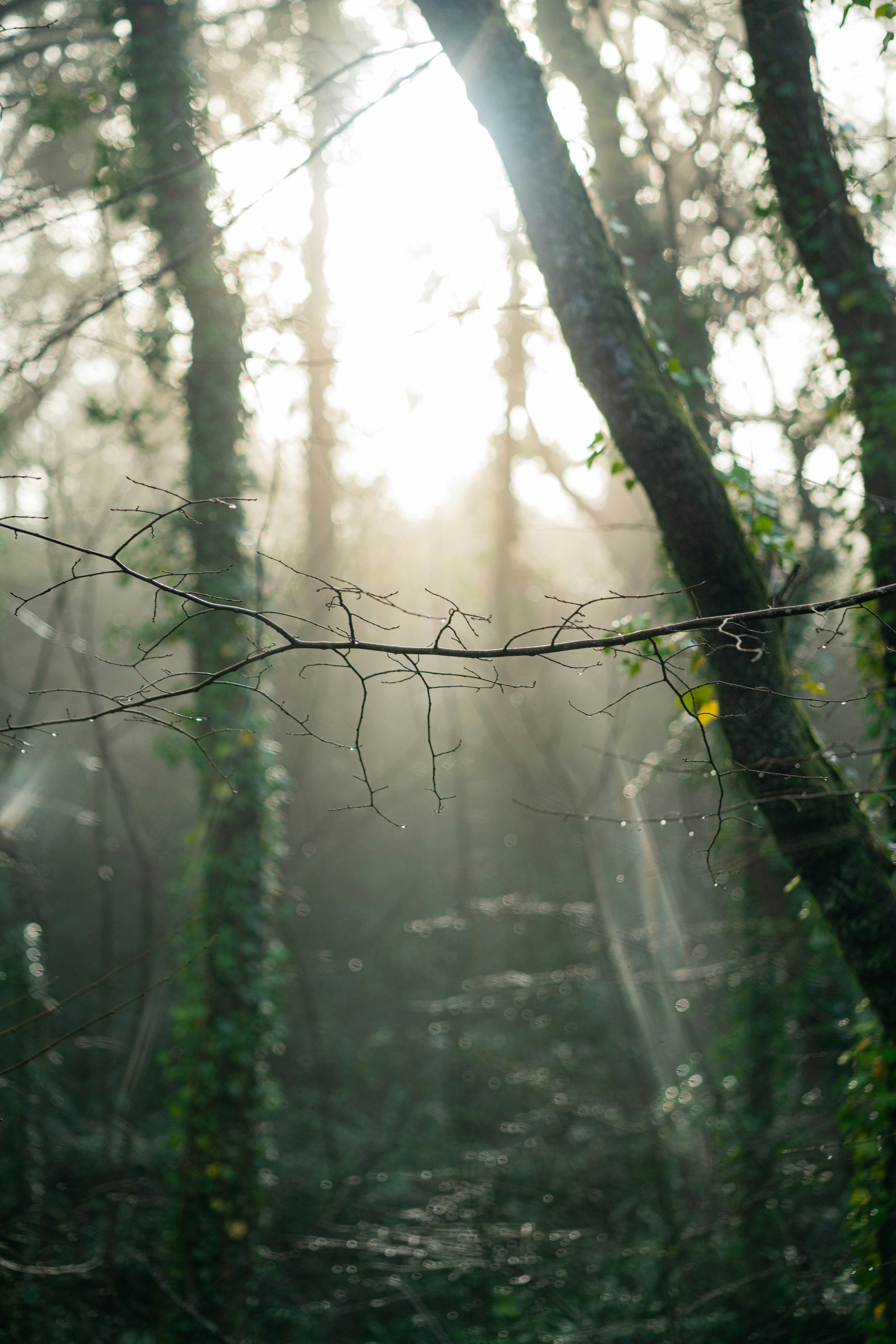 Photo by orangetiephotography