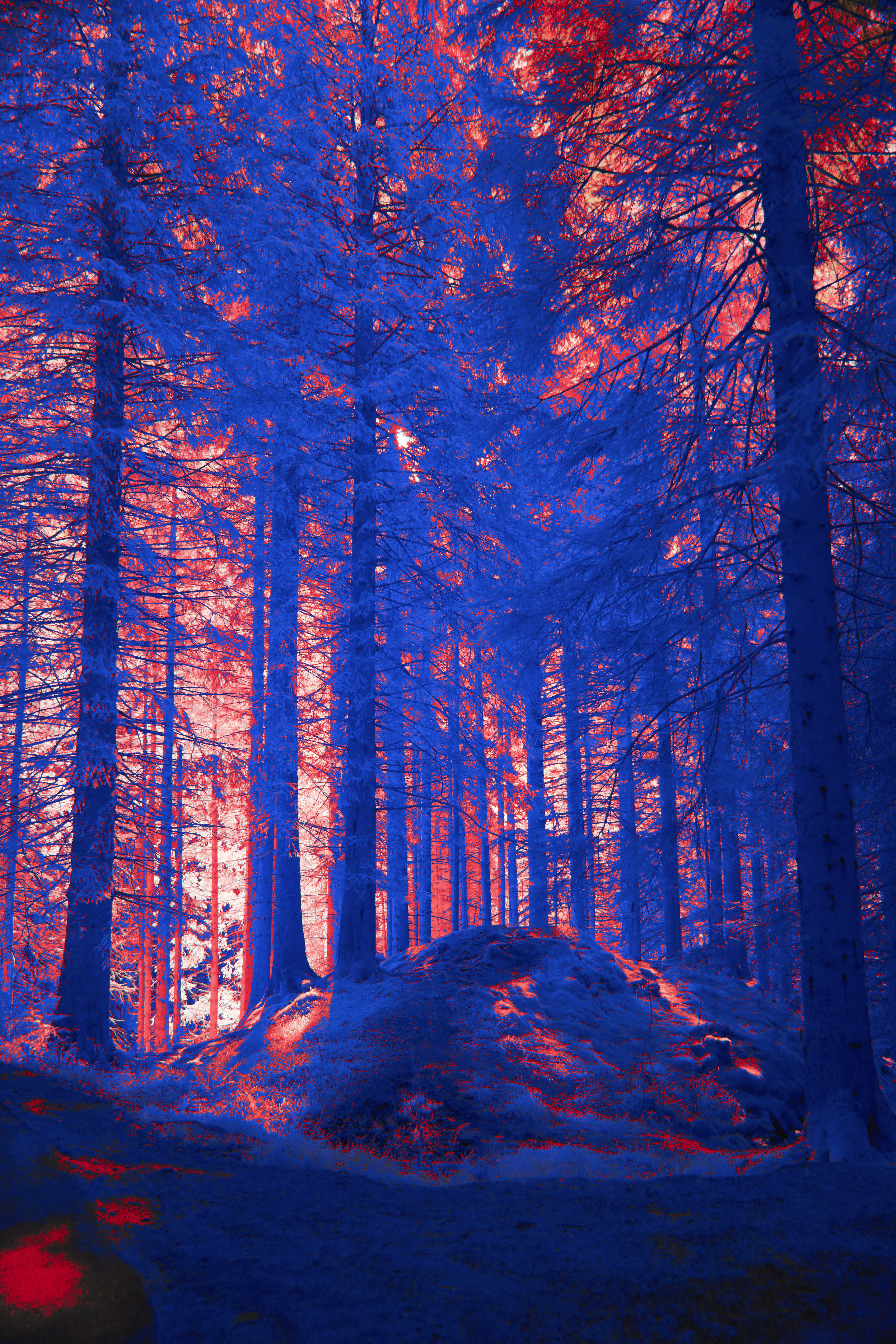 Photo by wolfgang_hasselmann