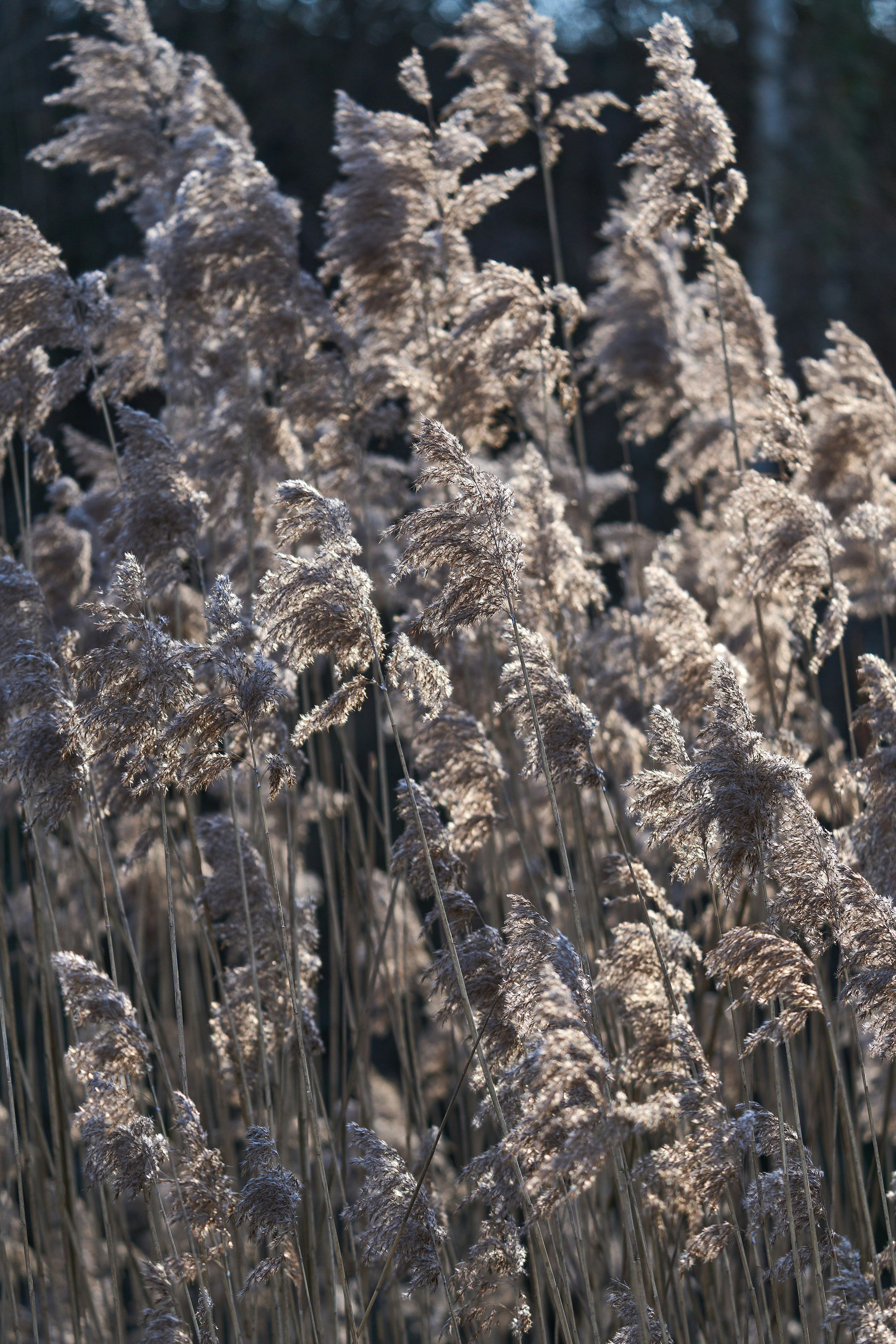 Photo by wolfgang_hasselmann