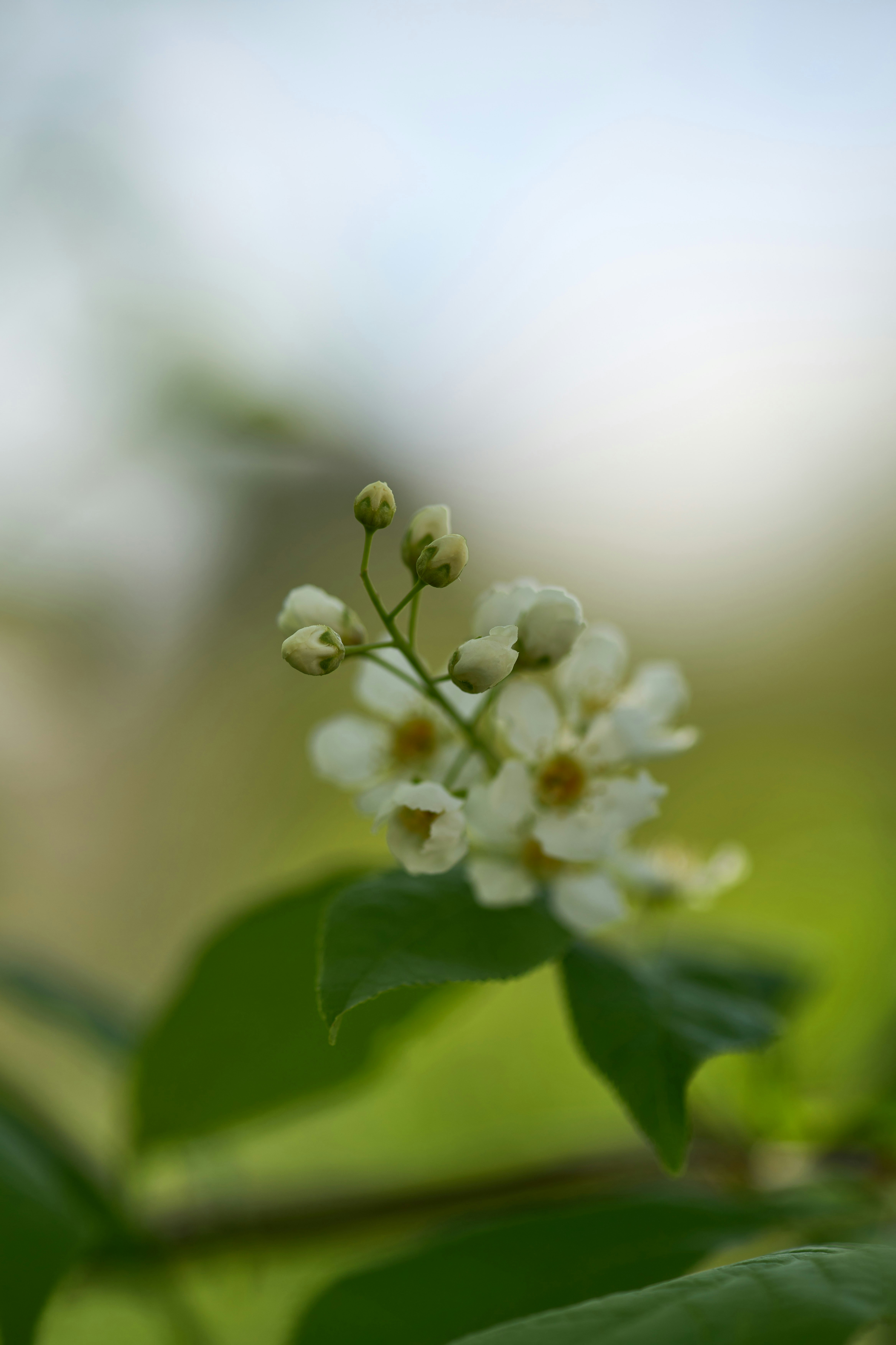 Photo by wolfgang_hasselmann