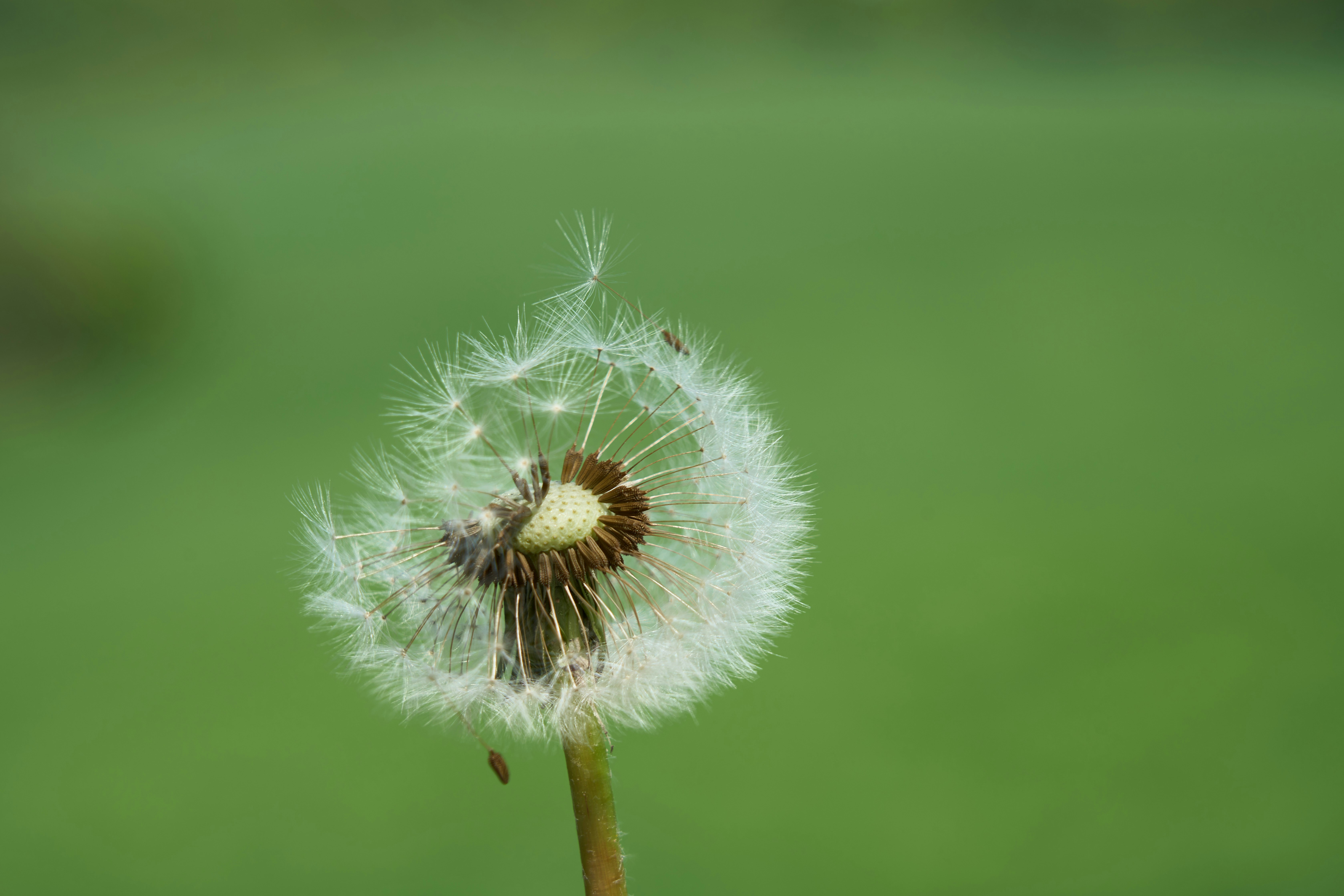 Photo by wolfgang_hasselmann