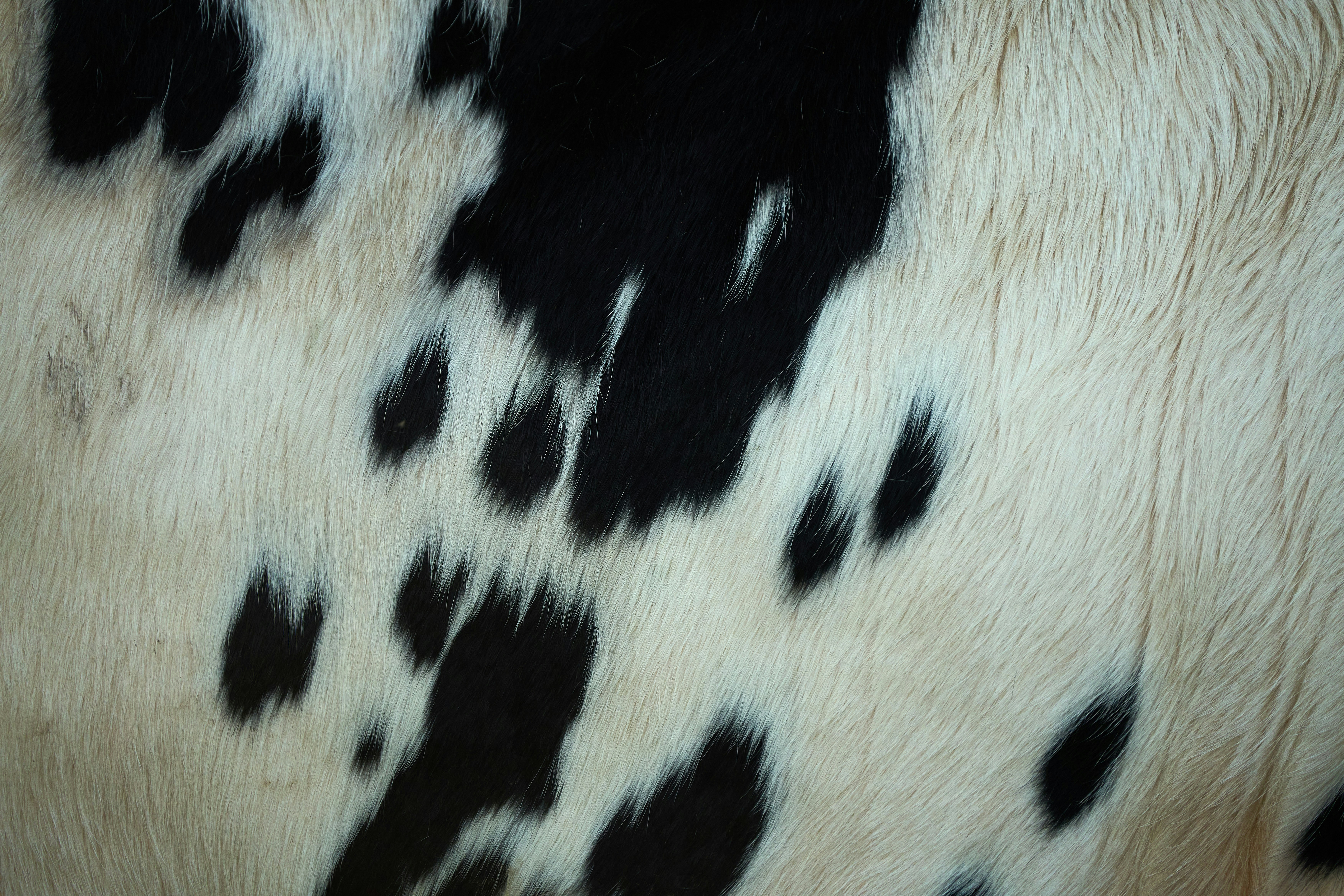 A close up of a cow's black and white spots