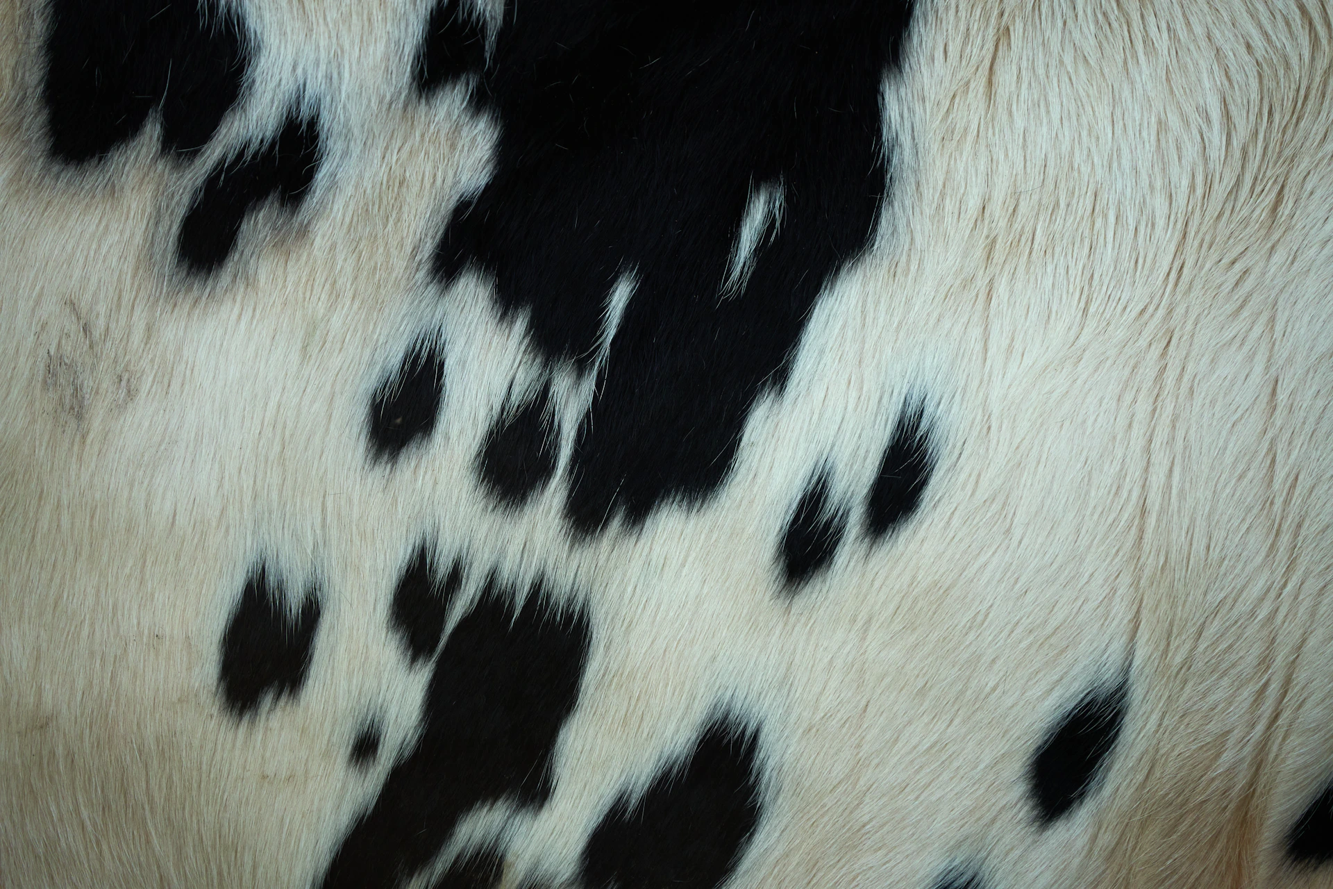A close up of a cow's black and white spots