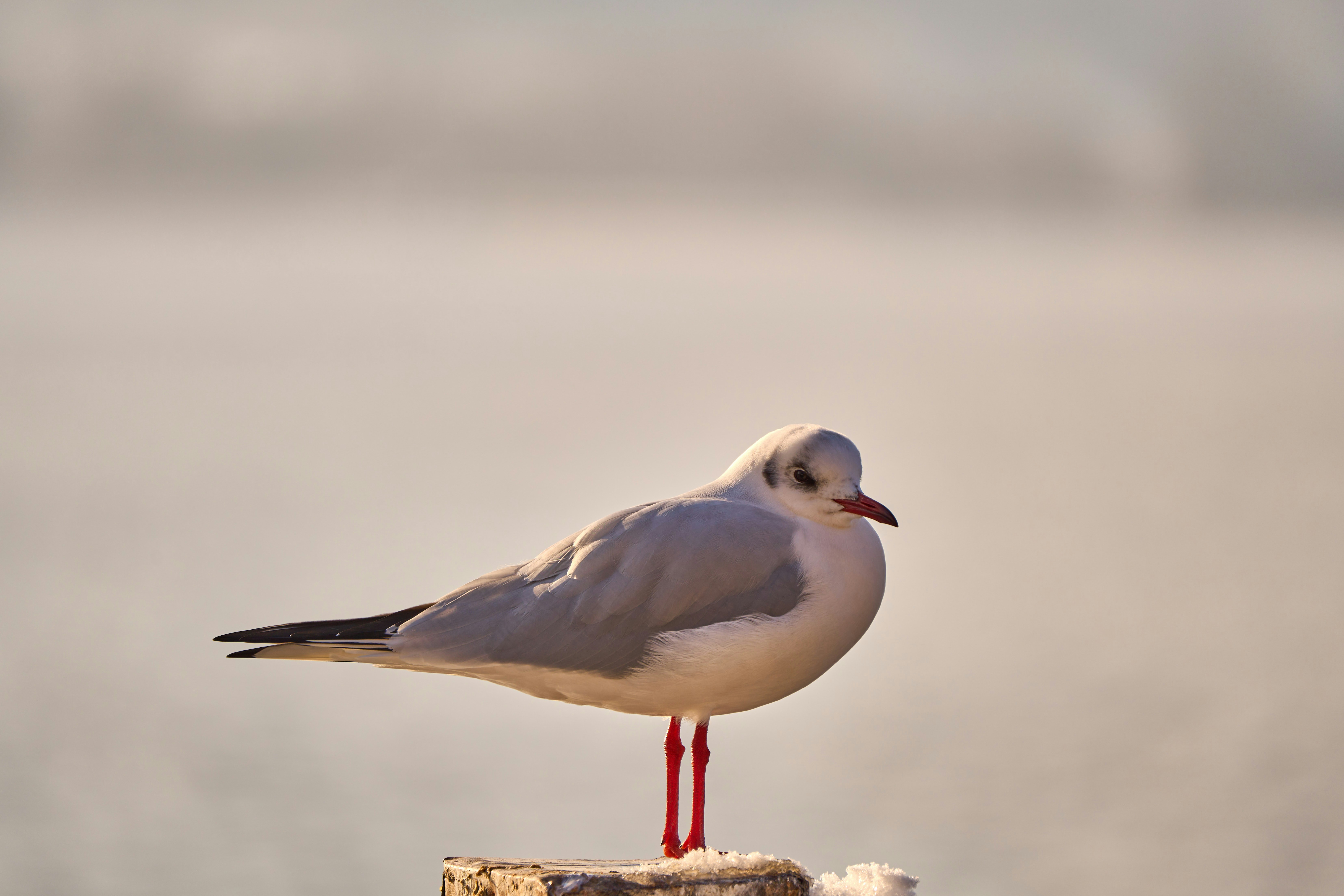 Photo by wolfgang_hasselmann