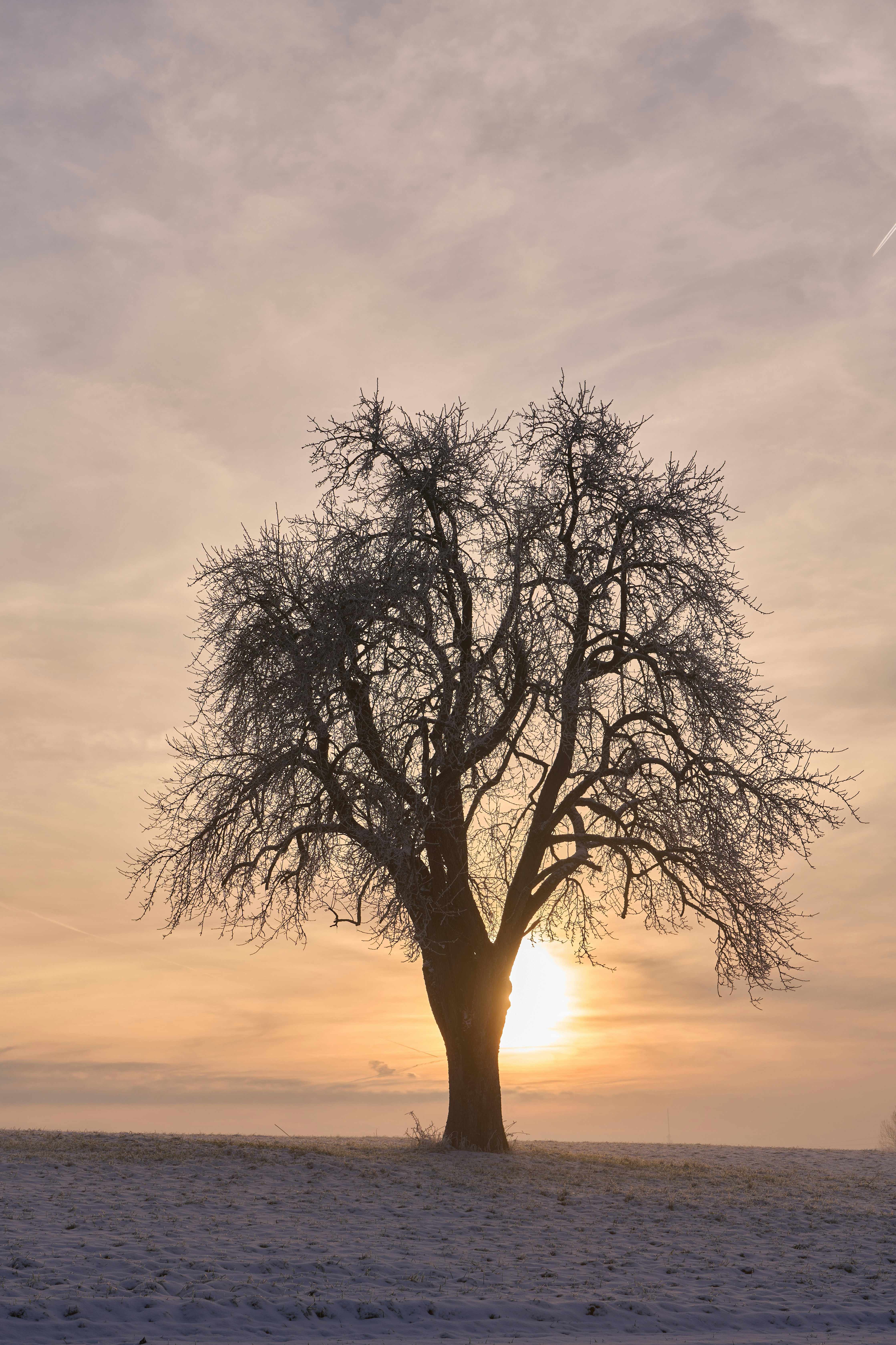 Photo by wolfgang_hasselmann