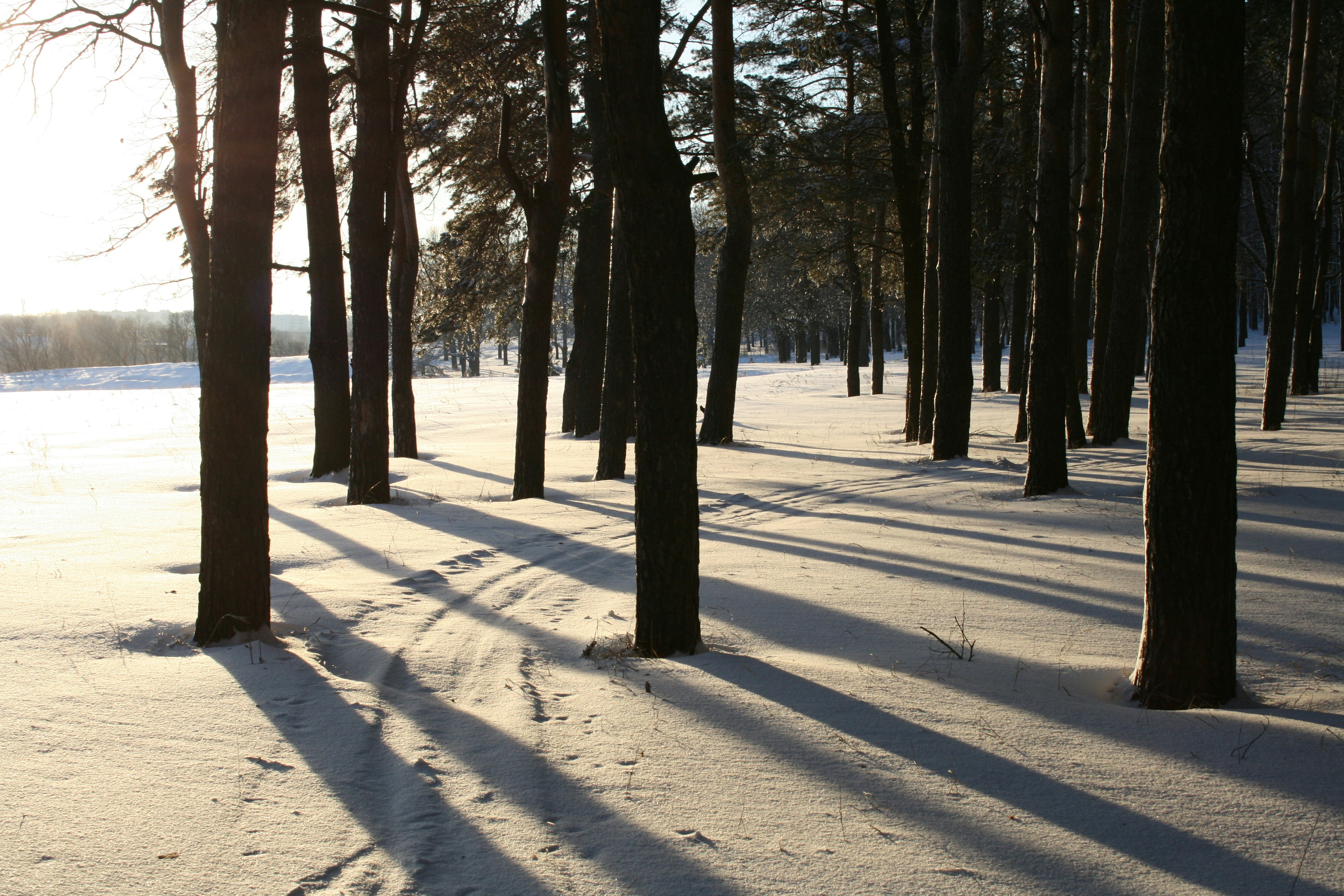 눈 속의 나무 사이로 태양이 빛나고 있습니다