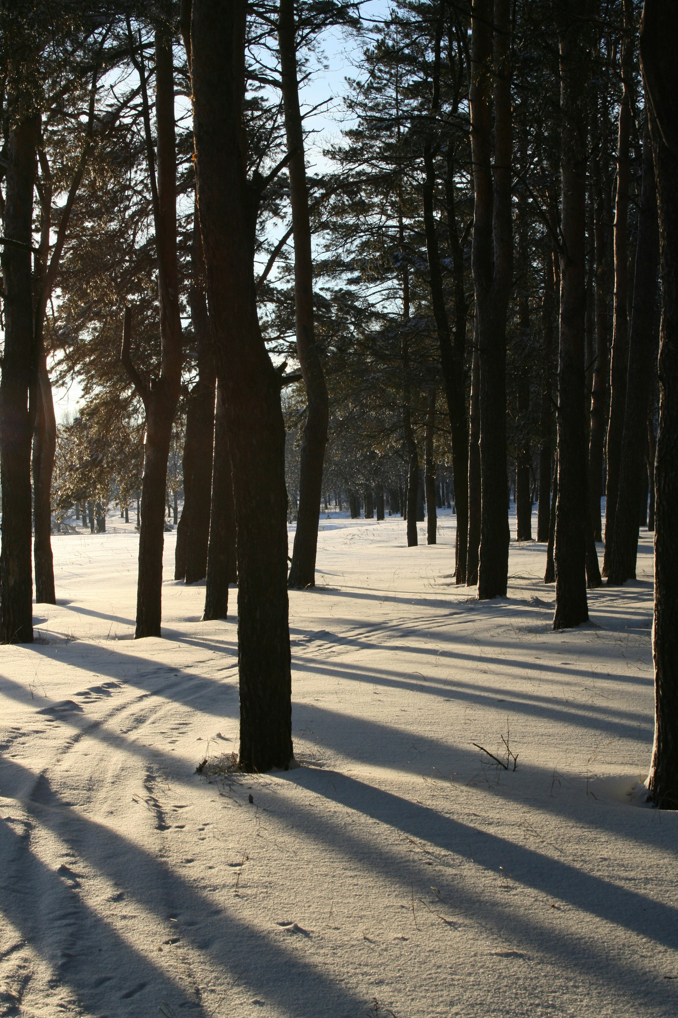 눈 속의 나무 사이로 태양이 빛나고 있습니다