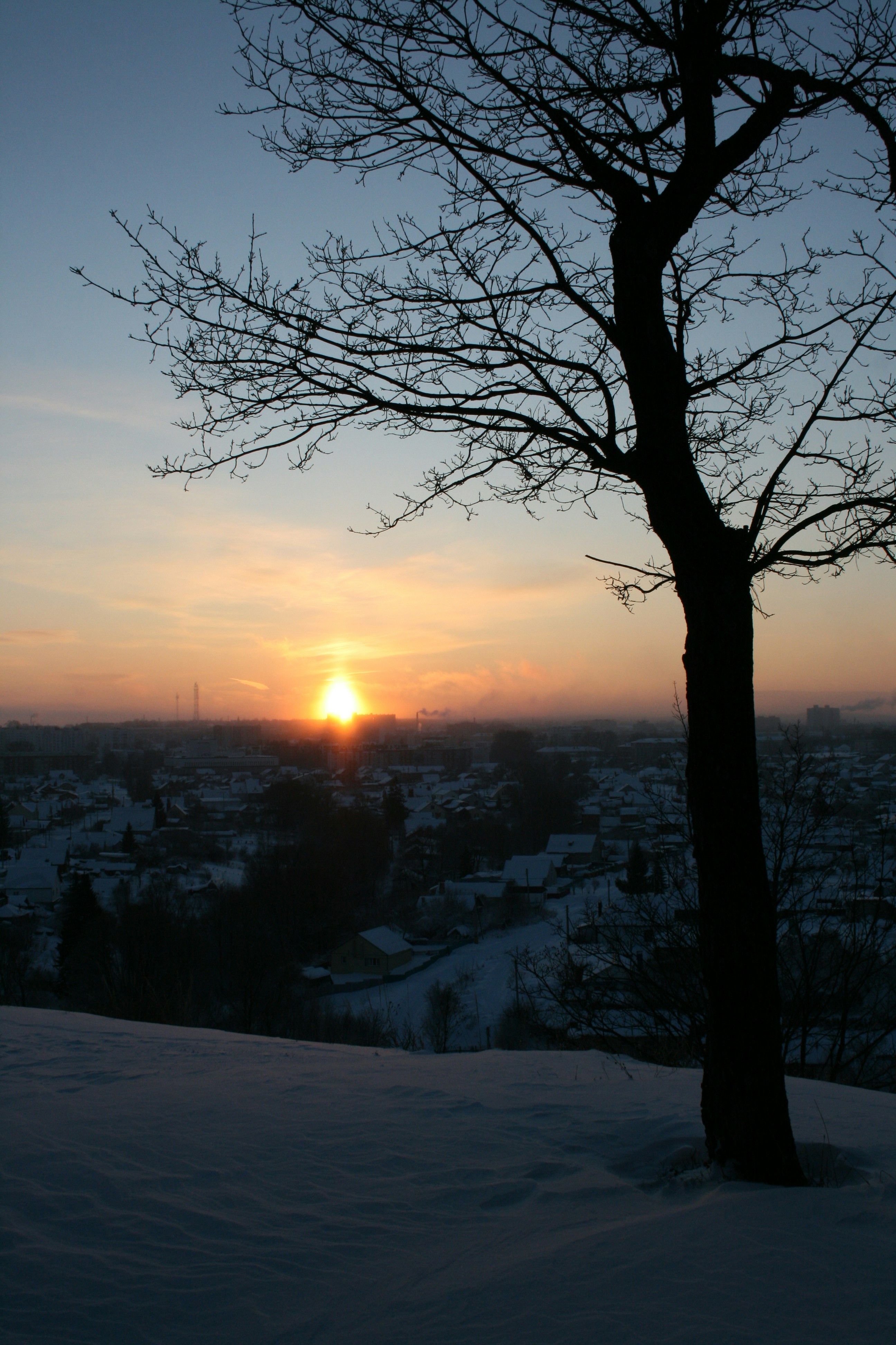 눈 속의 나무 뒤로 해가 지고 있습니다
