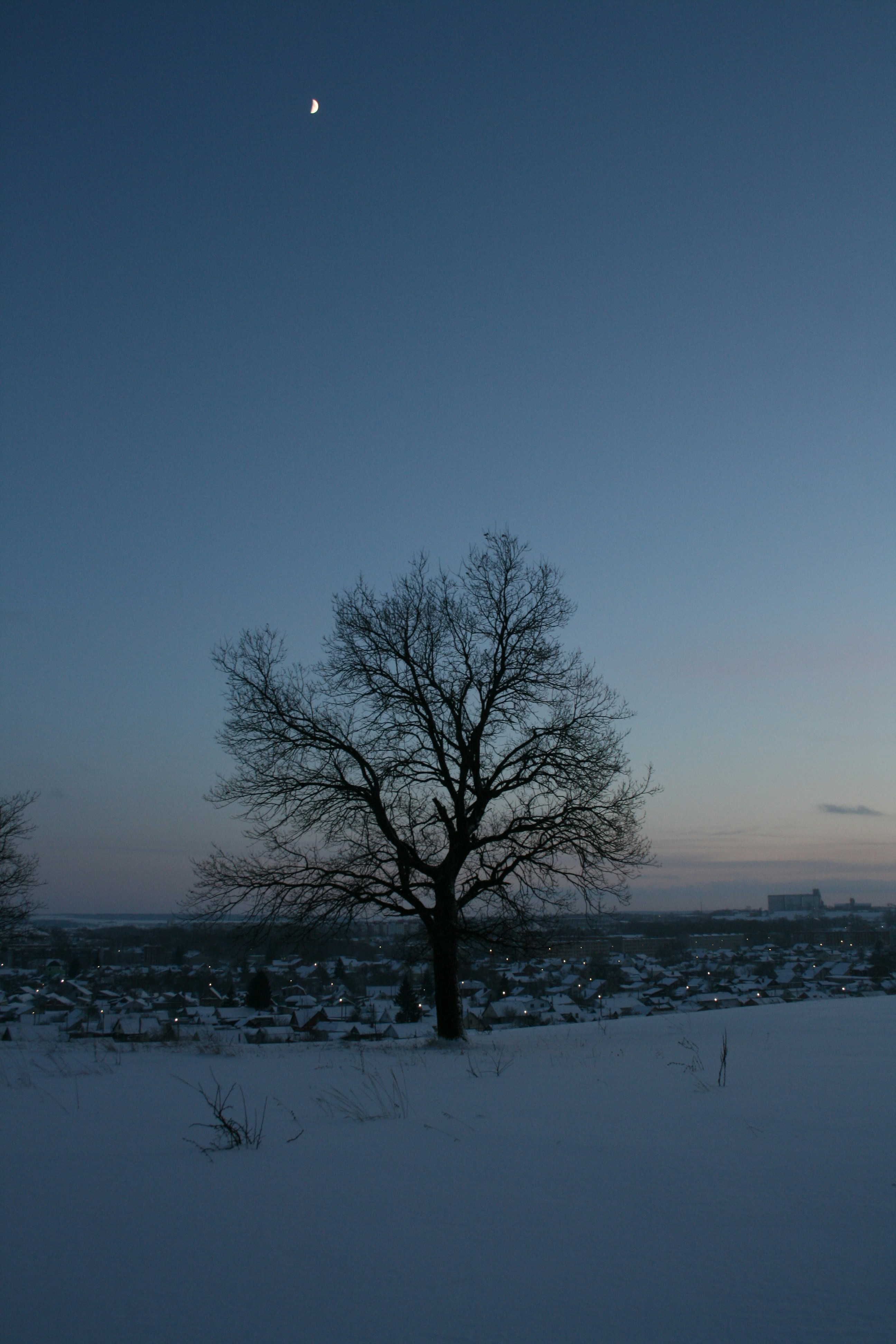 눈 덮인 들판 한가운데에 외로운 나무