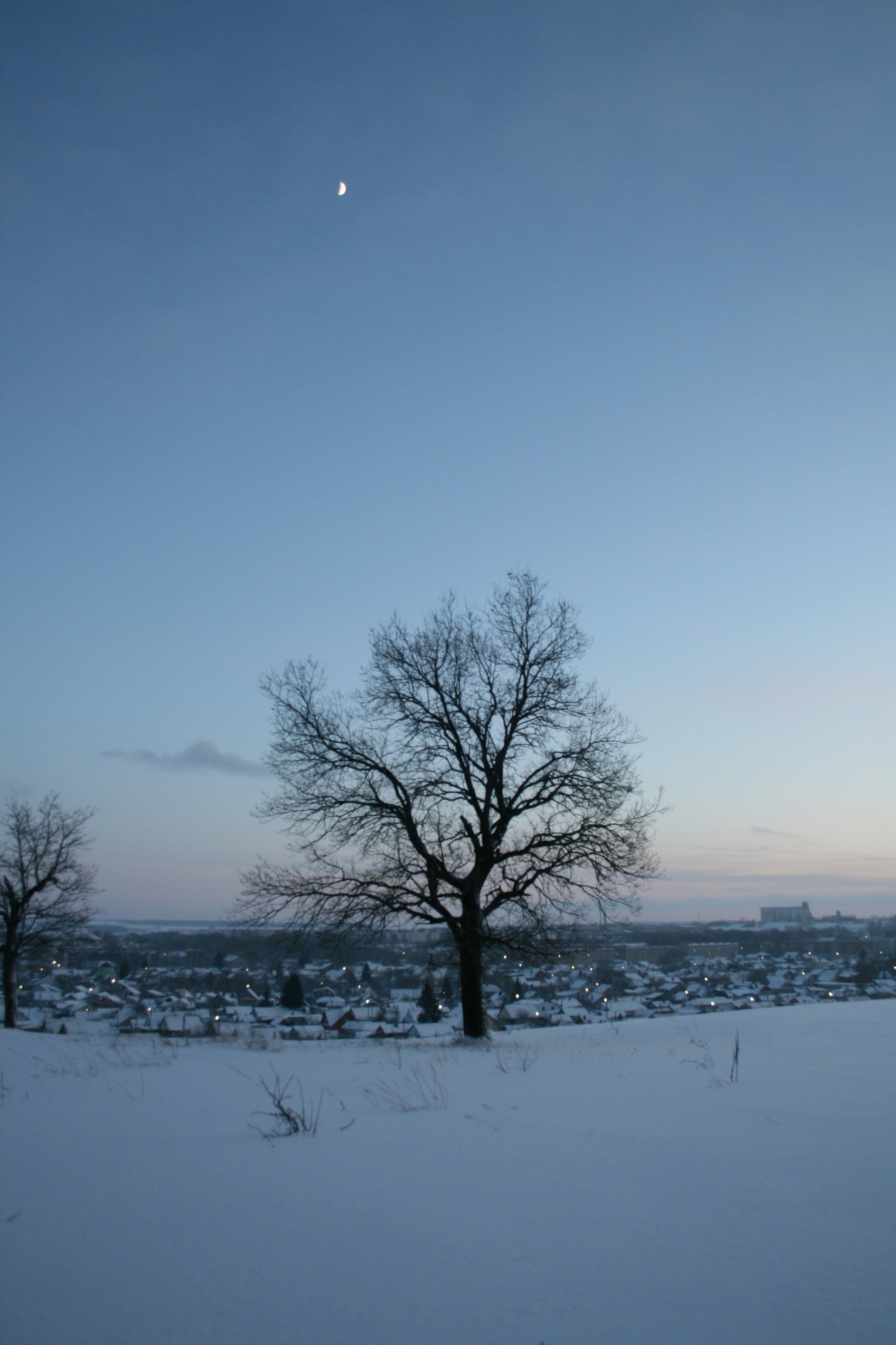 멀리 나무가 있는 눈 덮인 들판