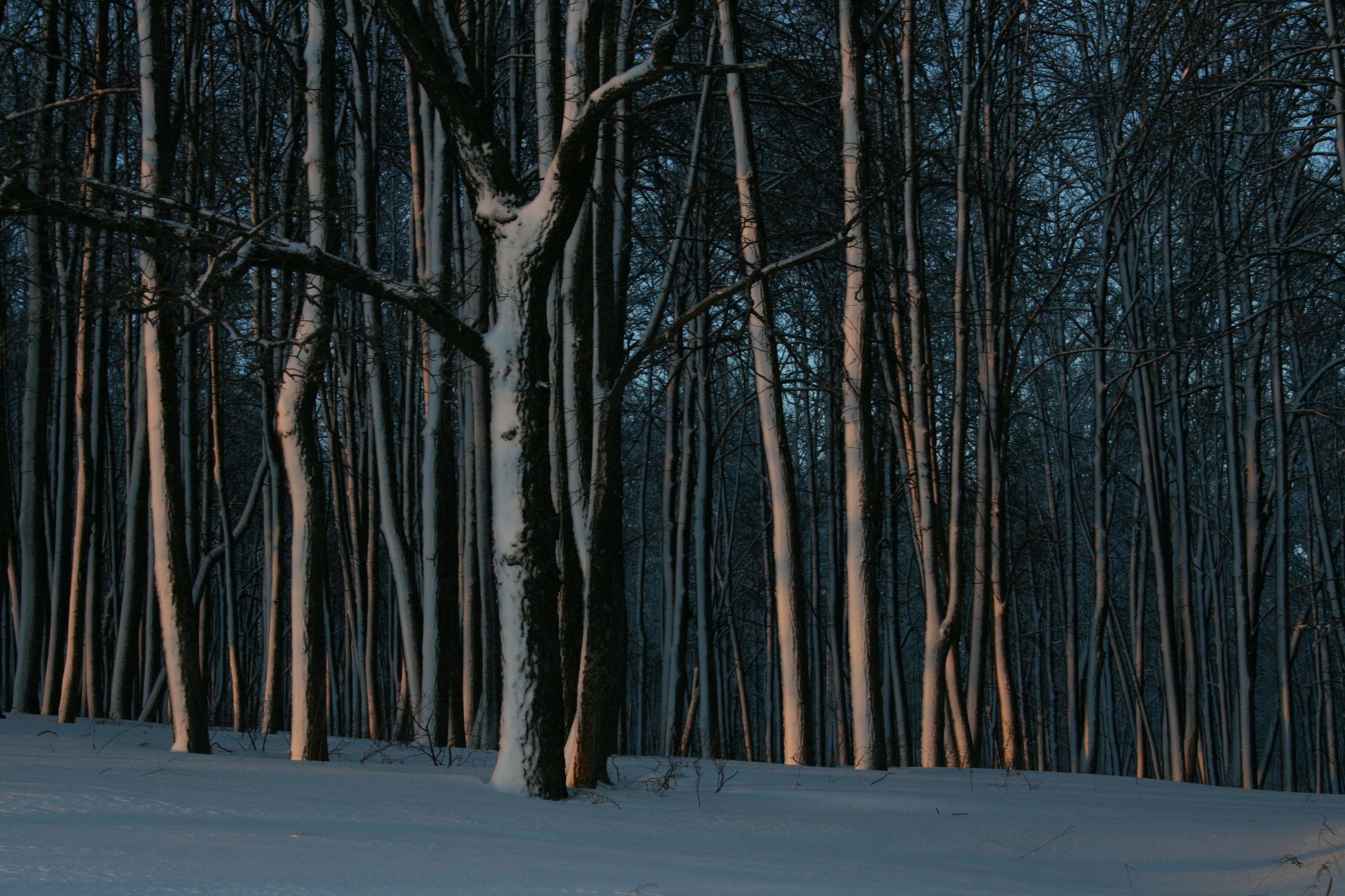 나무가 있는 눈 덮인 숲을 배경으로
