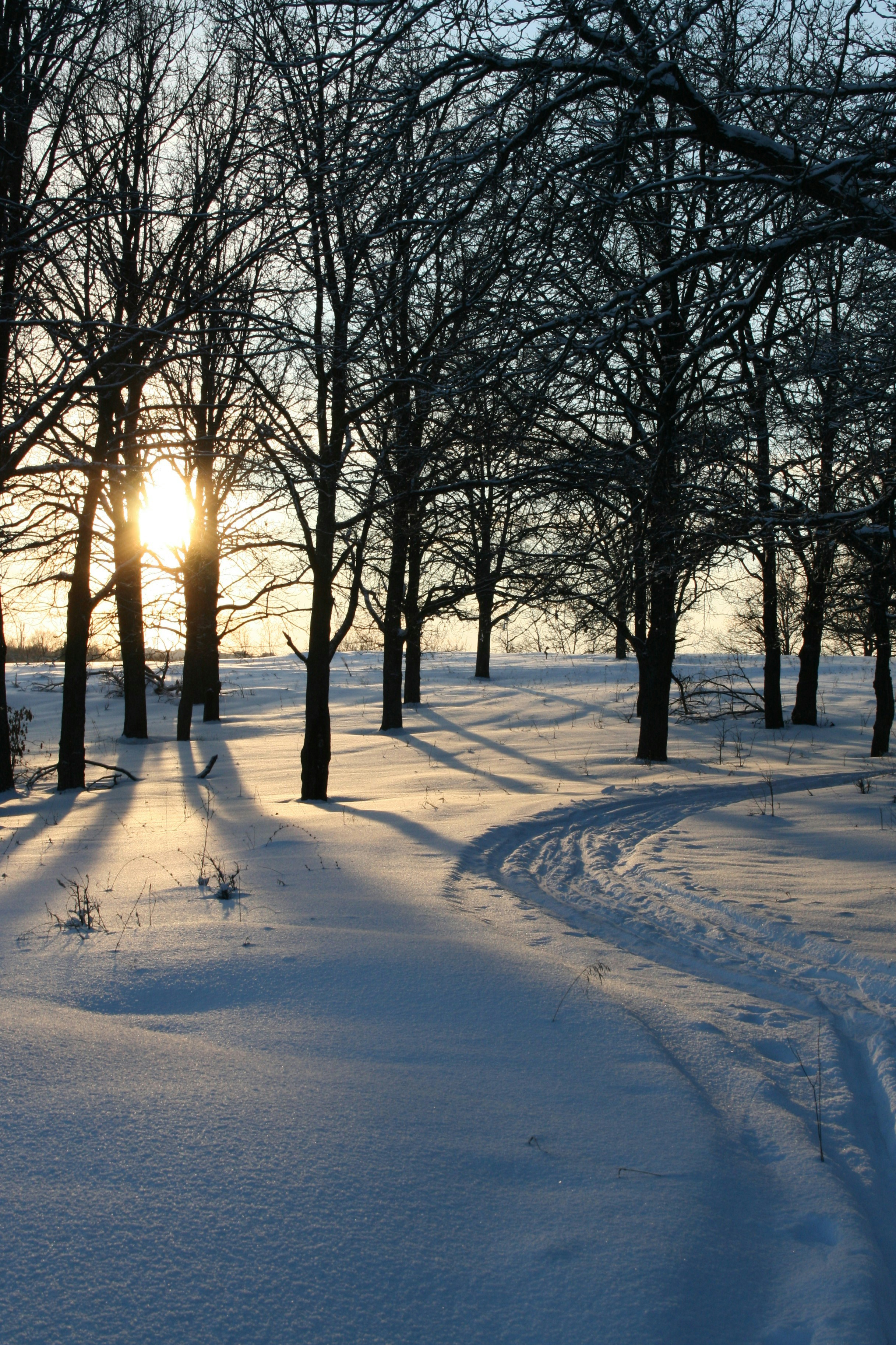 눈 속의 나무 사이로 태양이 빛나고 있습니다