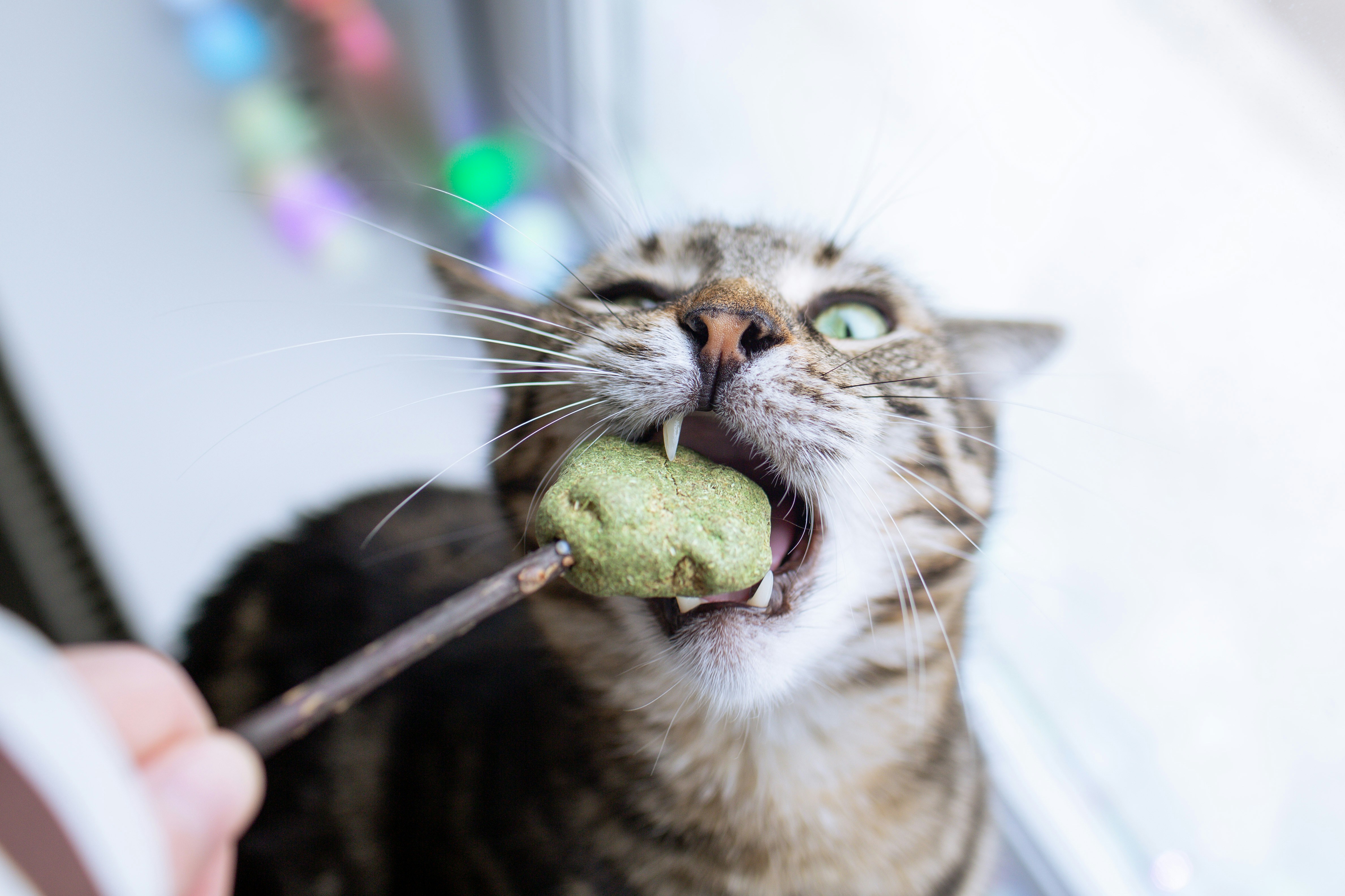 The Magic of Treats and Food (image credits: unsplash)