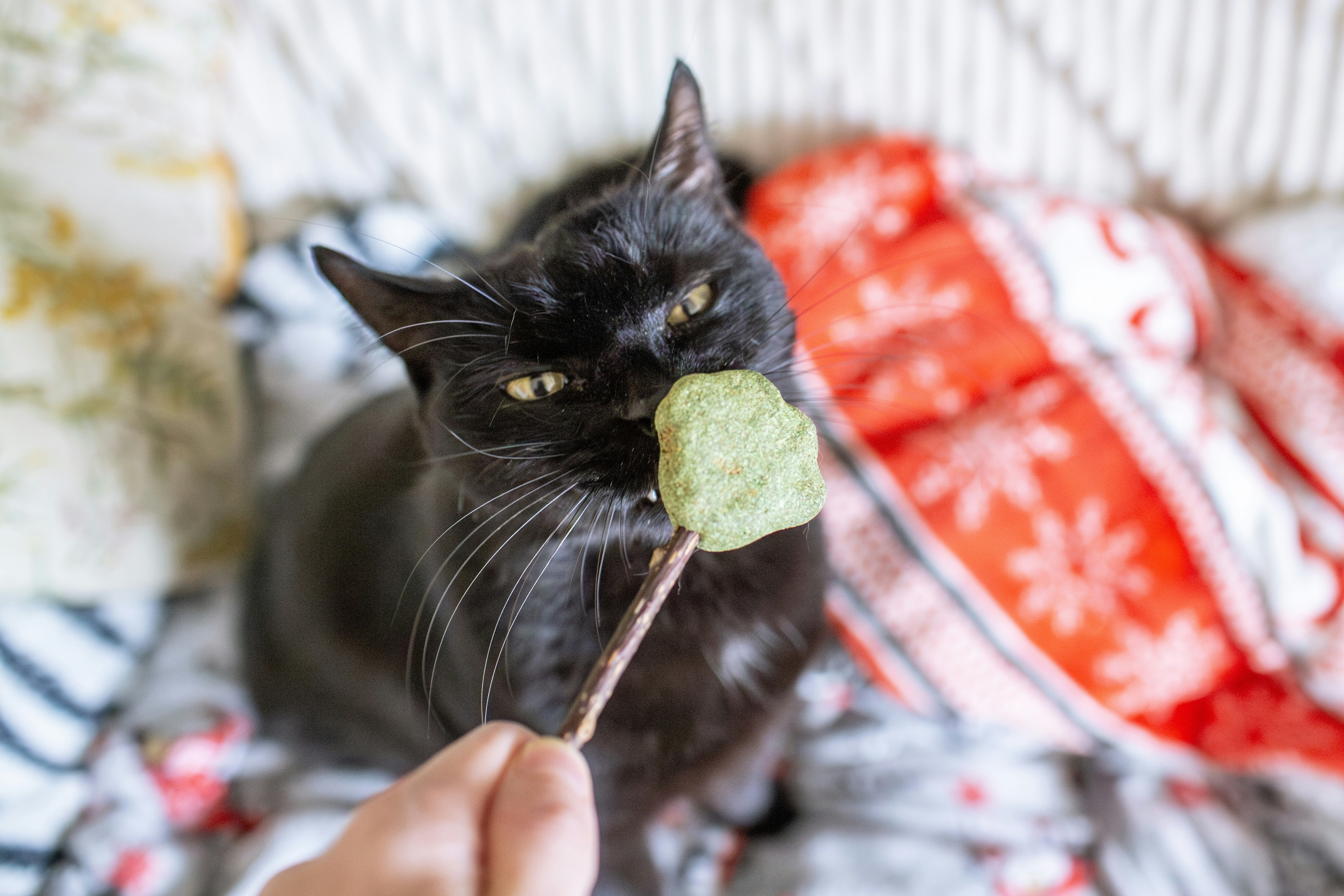 Using Treats to Encourage Positive Interactions (image credits: unsplash)
