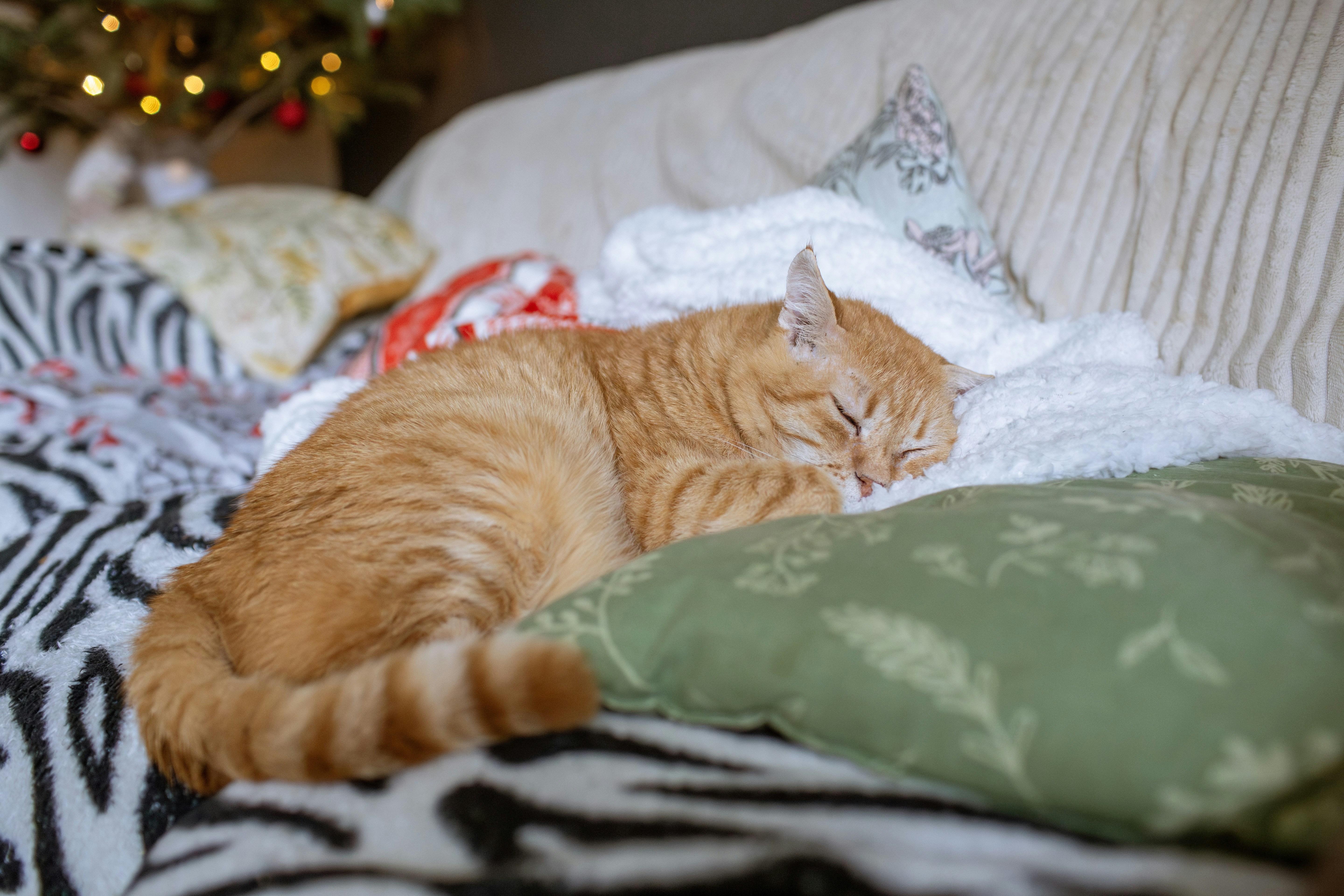 pet sleep cozy, wallpaper, Pet Sleep Environment: Creating a Cozy Rest 6