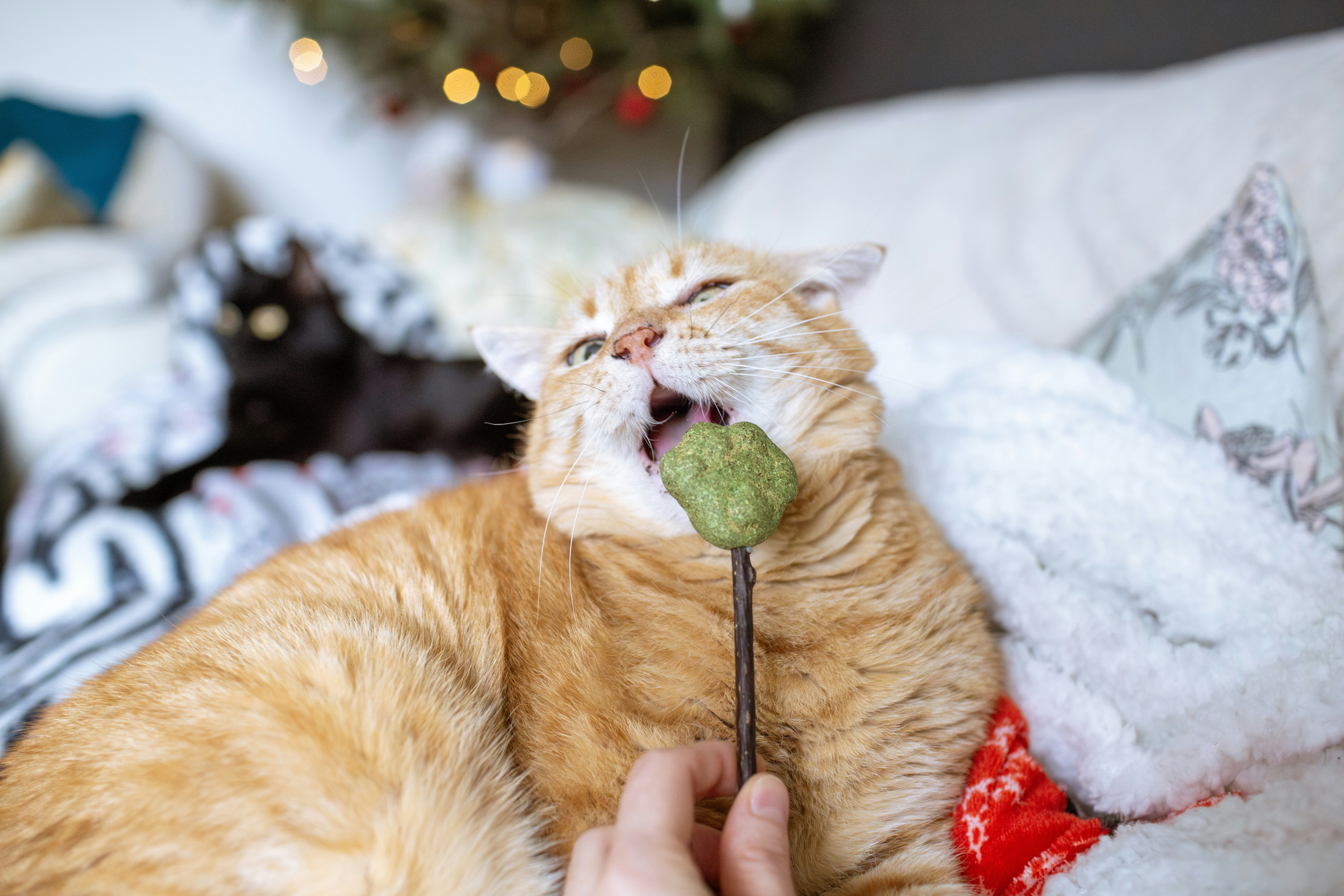 A cat laying on top of a bed next to a christmas tree