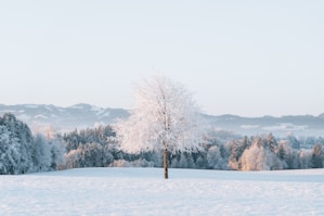 A lone tree in a snowy field with mountains in the background