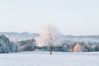 A lone tree in a snowy field with mountains in the background
