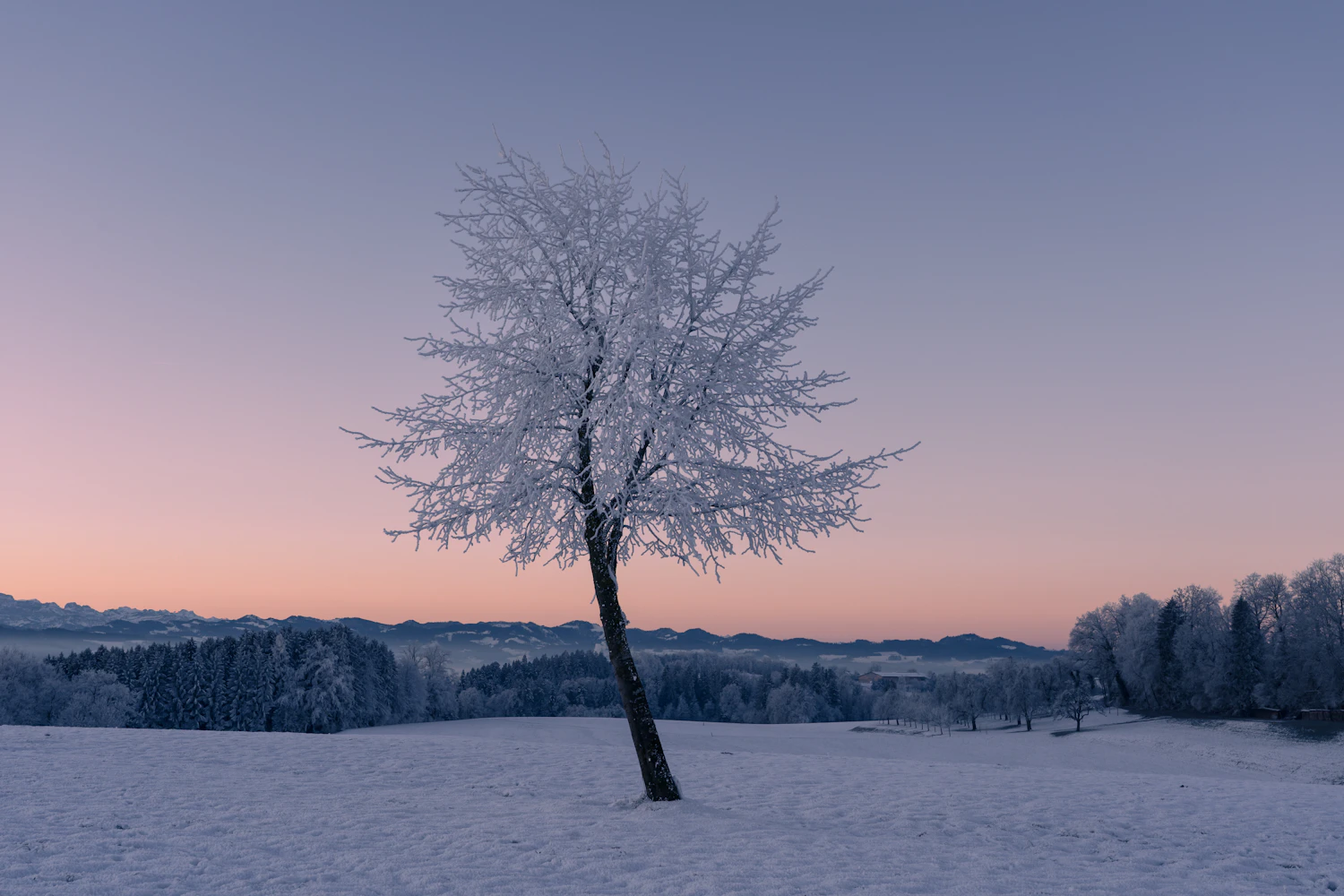 A lone tree in a snow-covered field