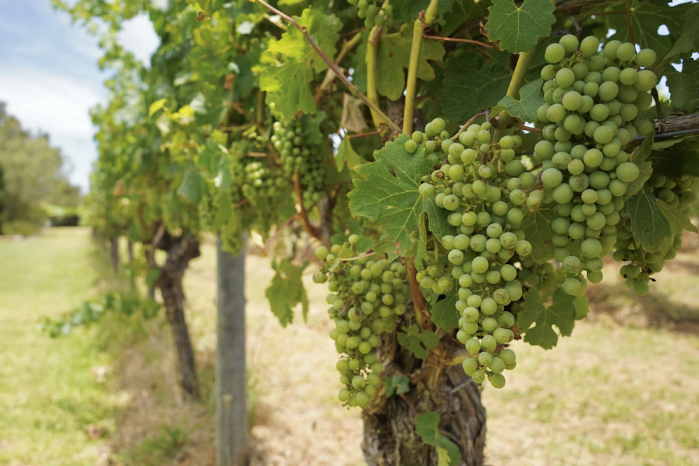 Green grapes hanging on the vine