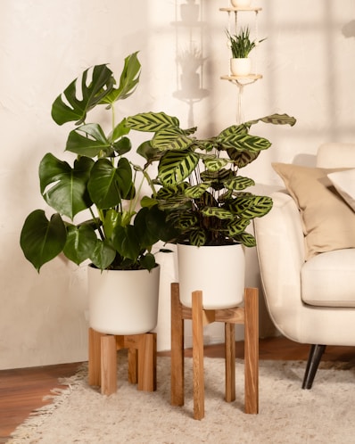 A living room with a white couch and three potted plants on plant stands.