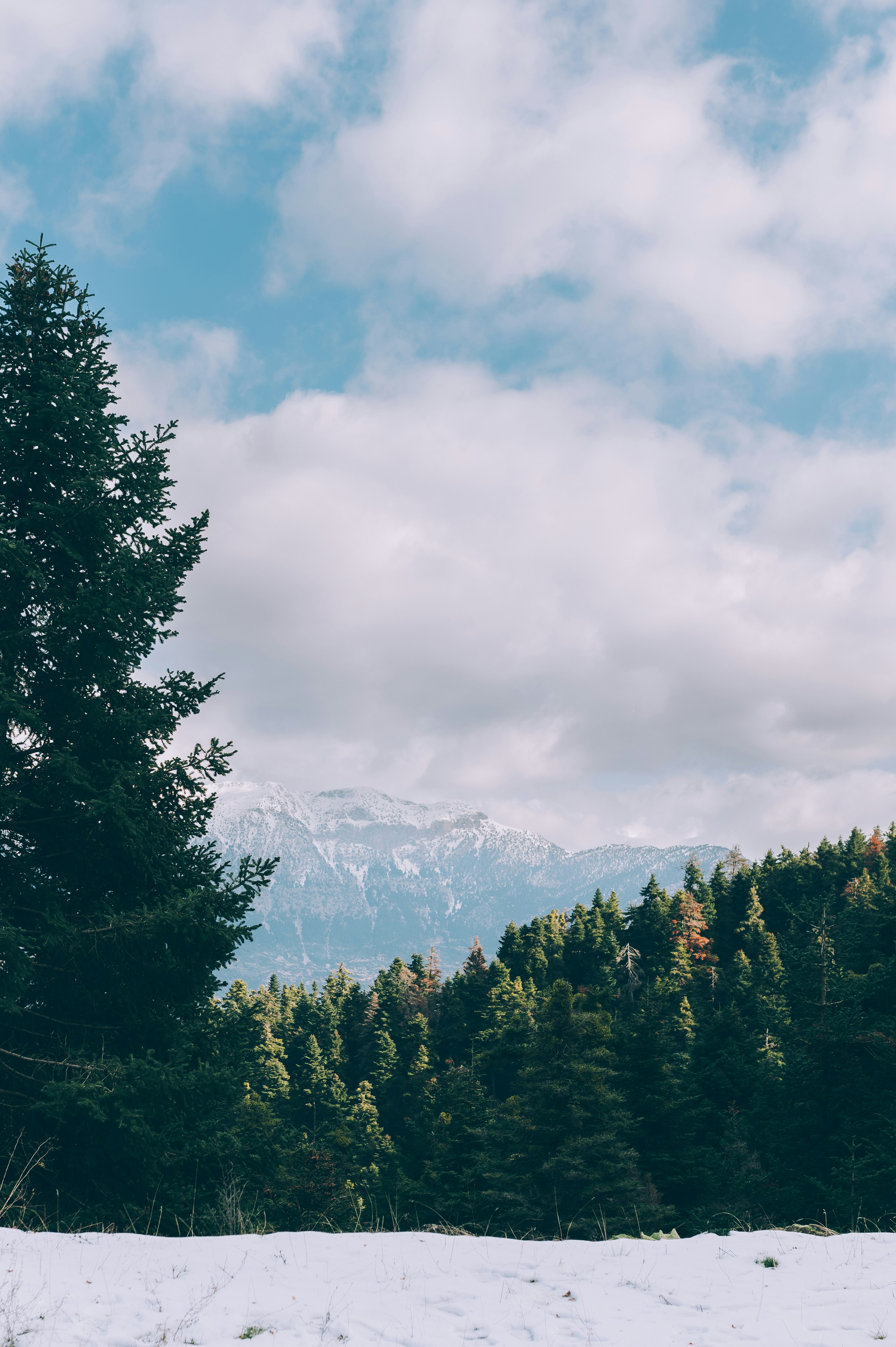 Un champ enneigé avec des arbres et des montagnes en arrière-plan