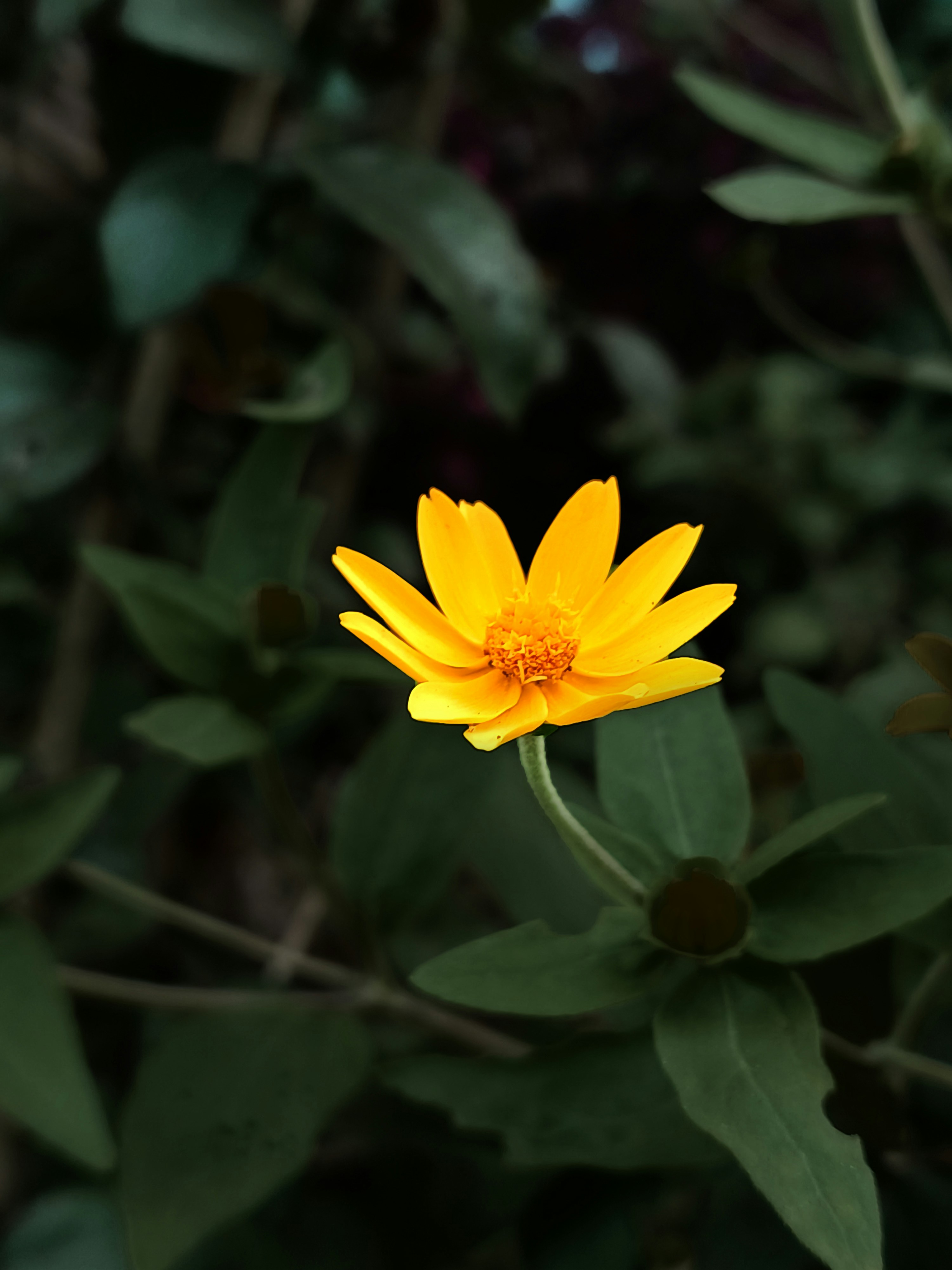 Photo by image_native07