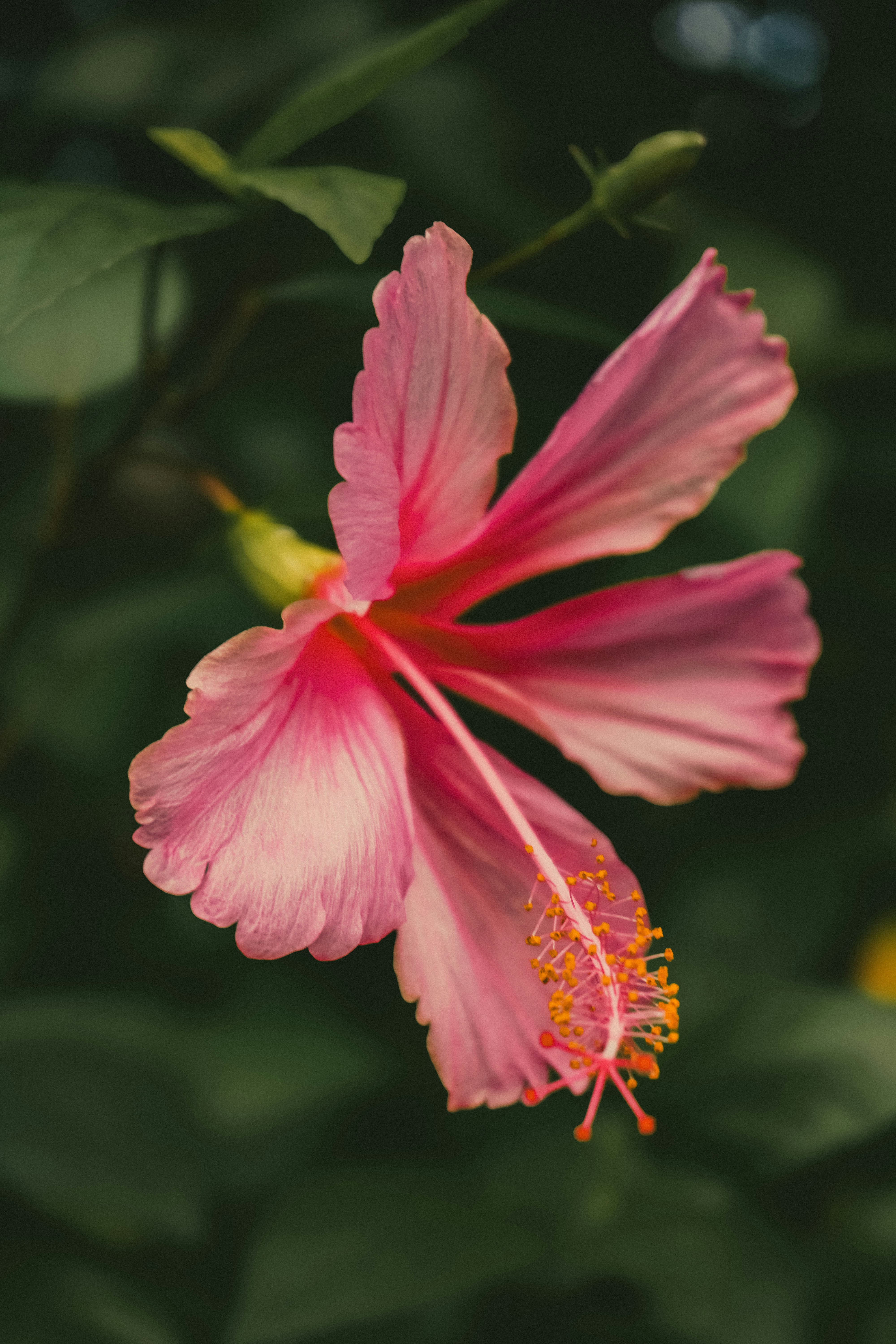 Photo by pparimita19