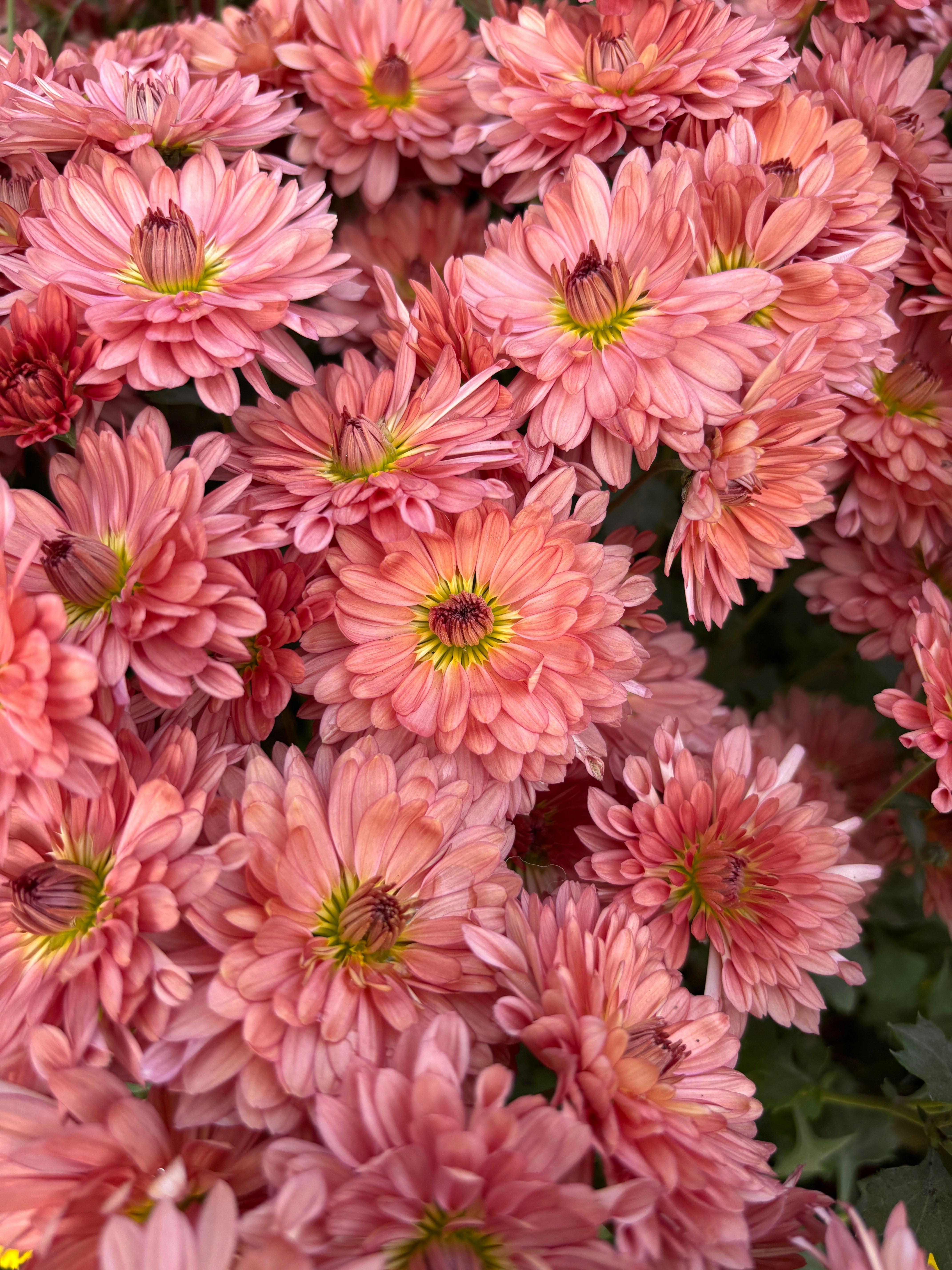 Photo by shraddha_panda