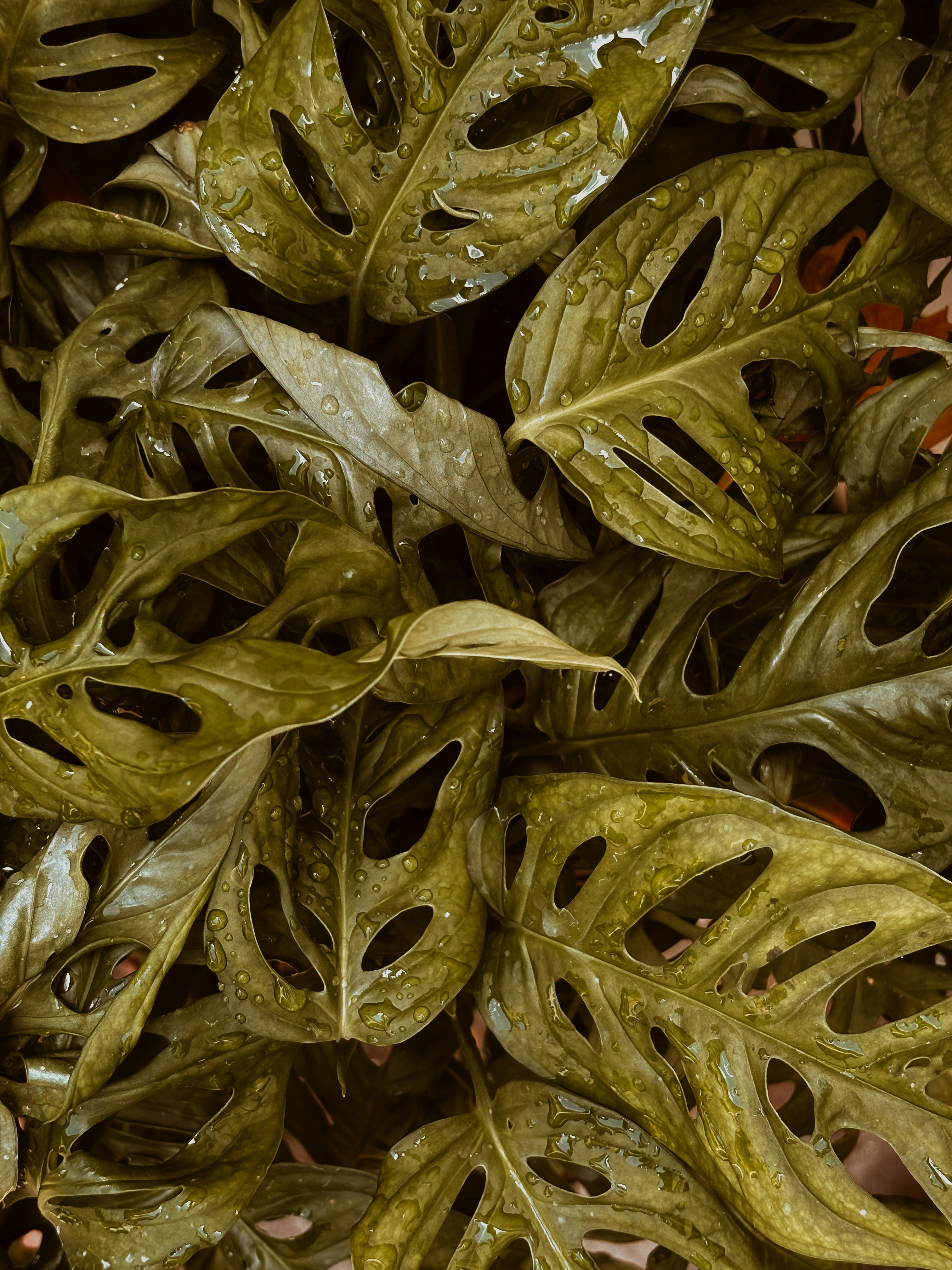 Photo by gustavocordeiro