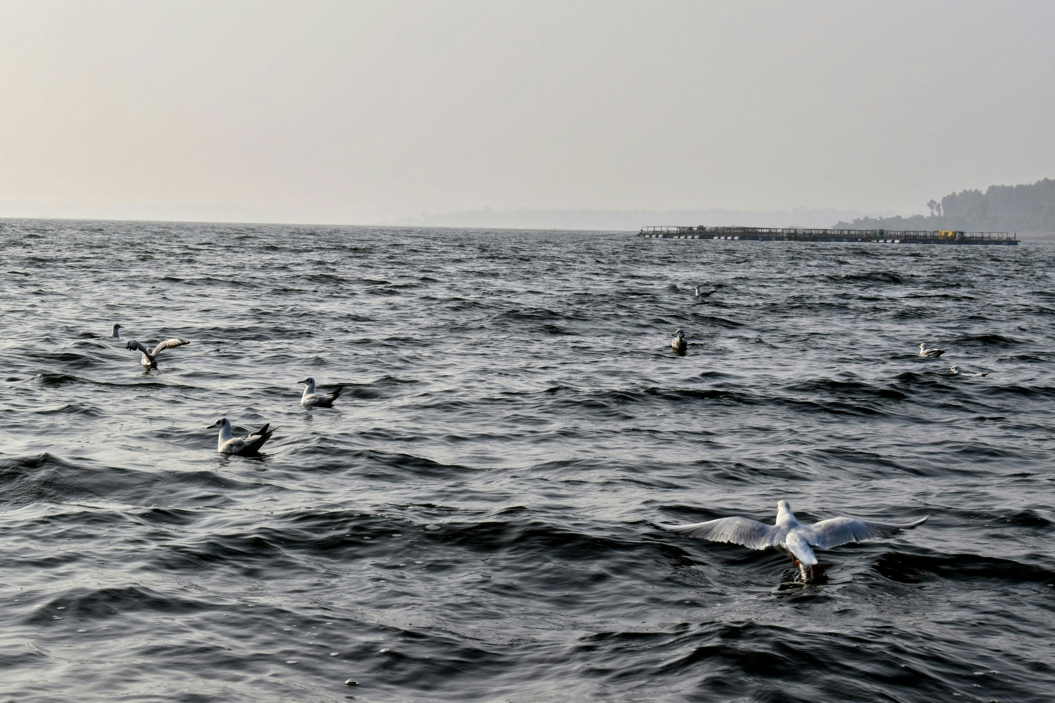 Plotly vs Seaborn  목적에 따라 선택 기준 다르다