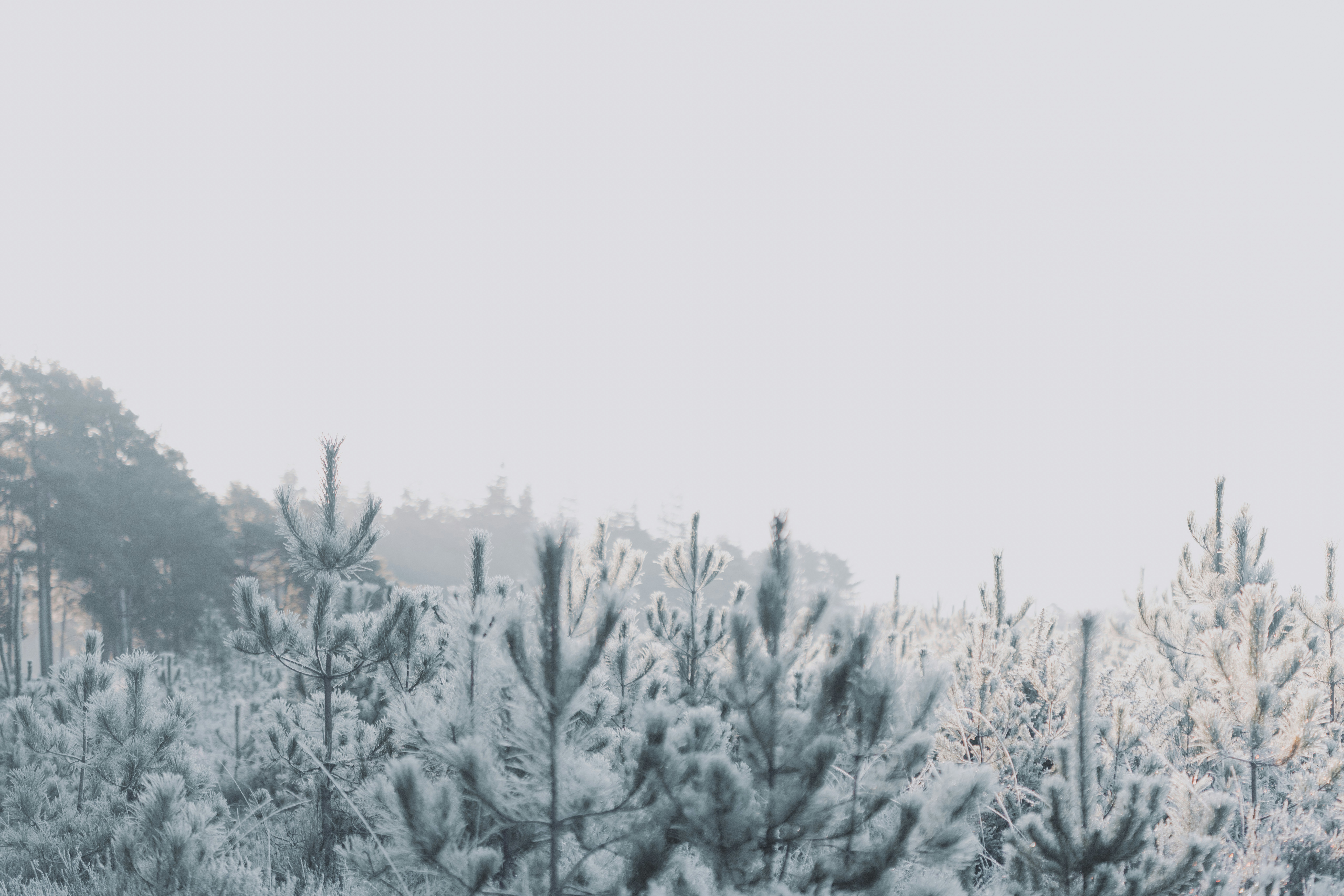 A snow covered field with trees in the background