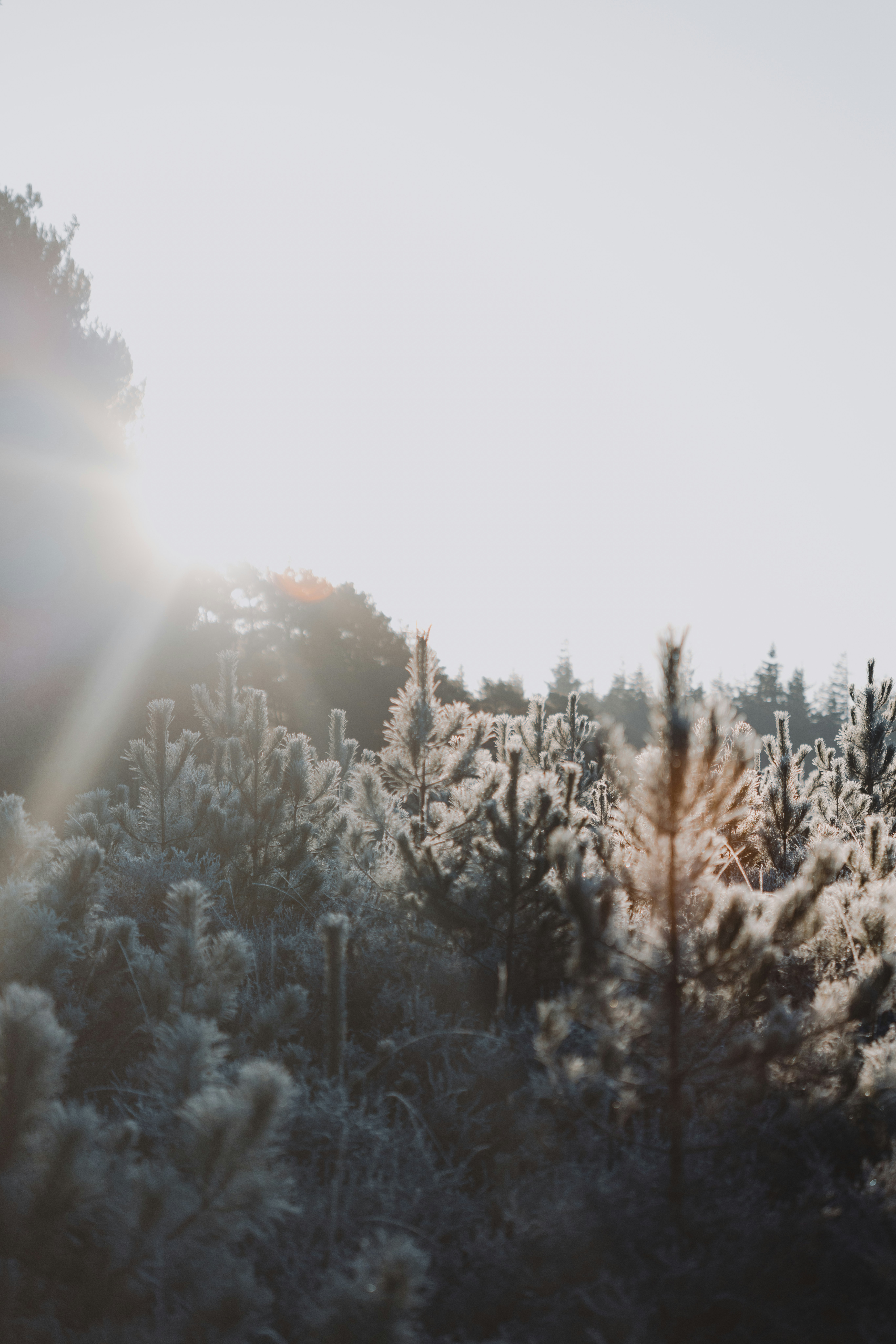 The sun is shining through the trees in the forest