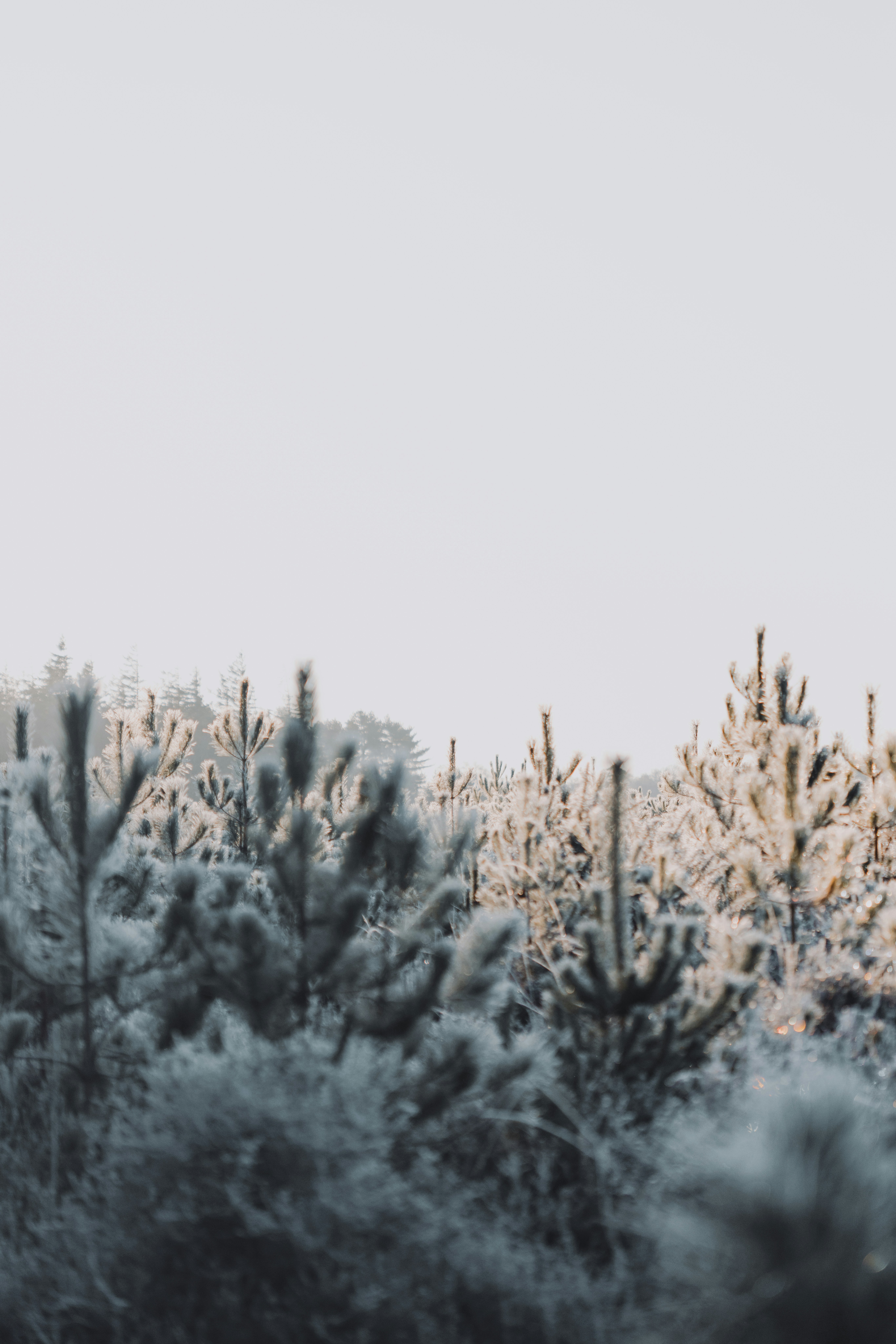 Photo by anniespratt