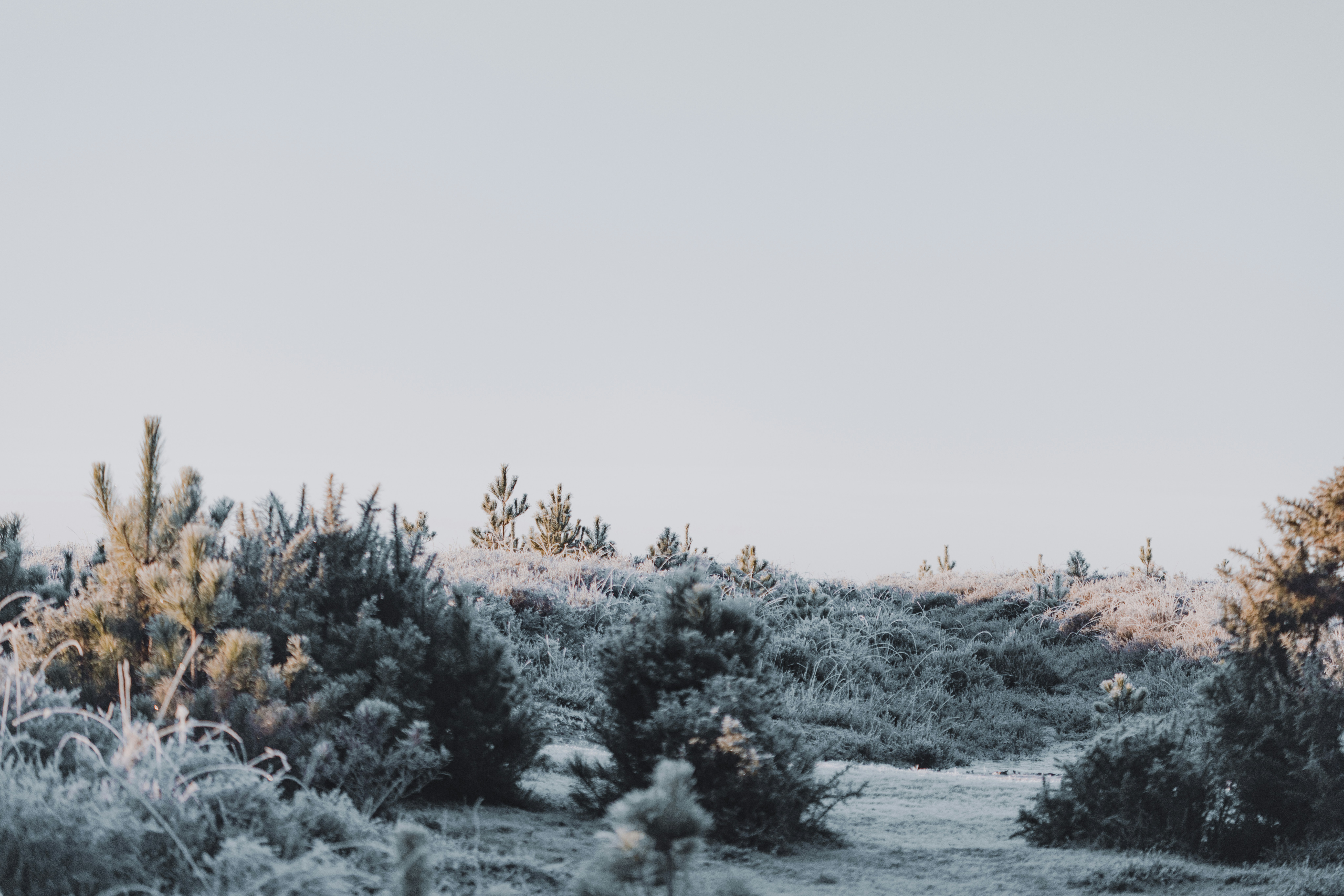 A dirt road surrounded by trees and bushes