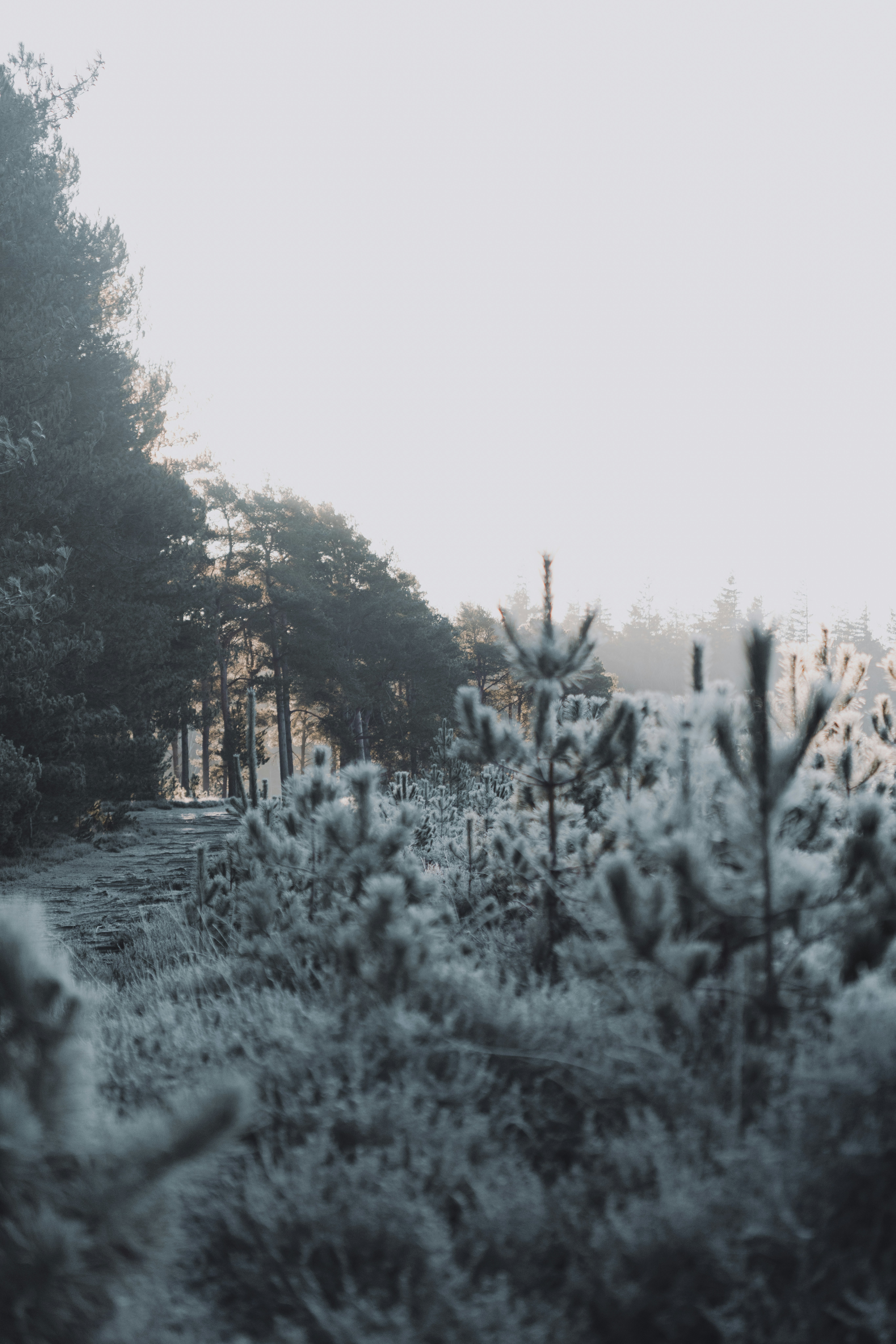 A field covered in snow next to a forest