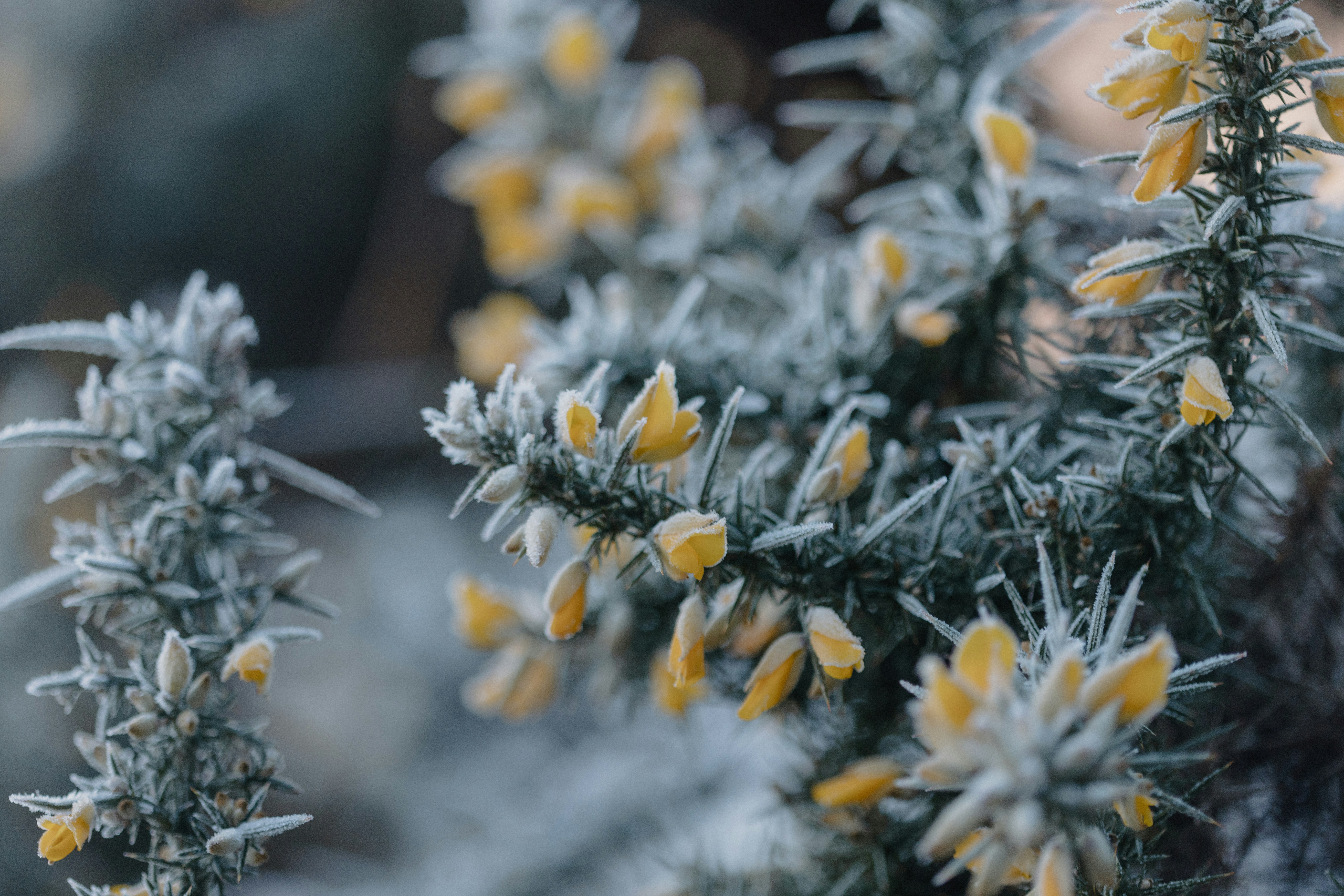 A close up of a plant with yellow flowers