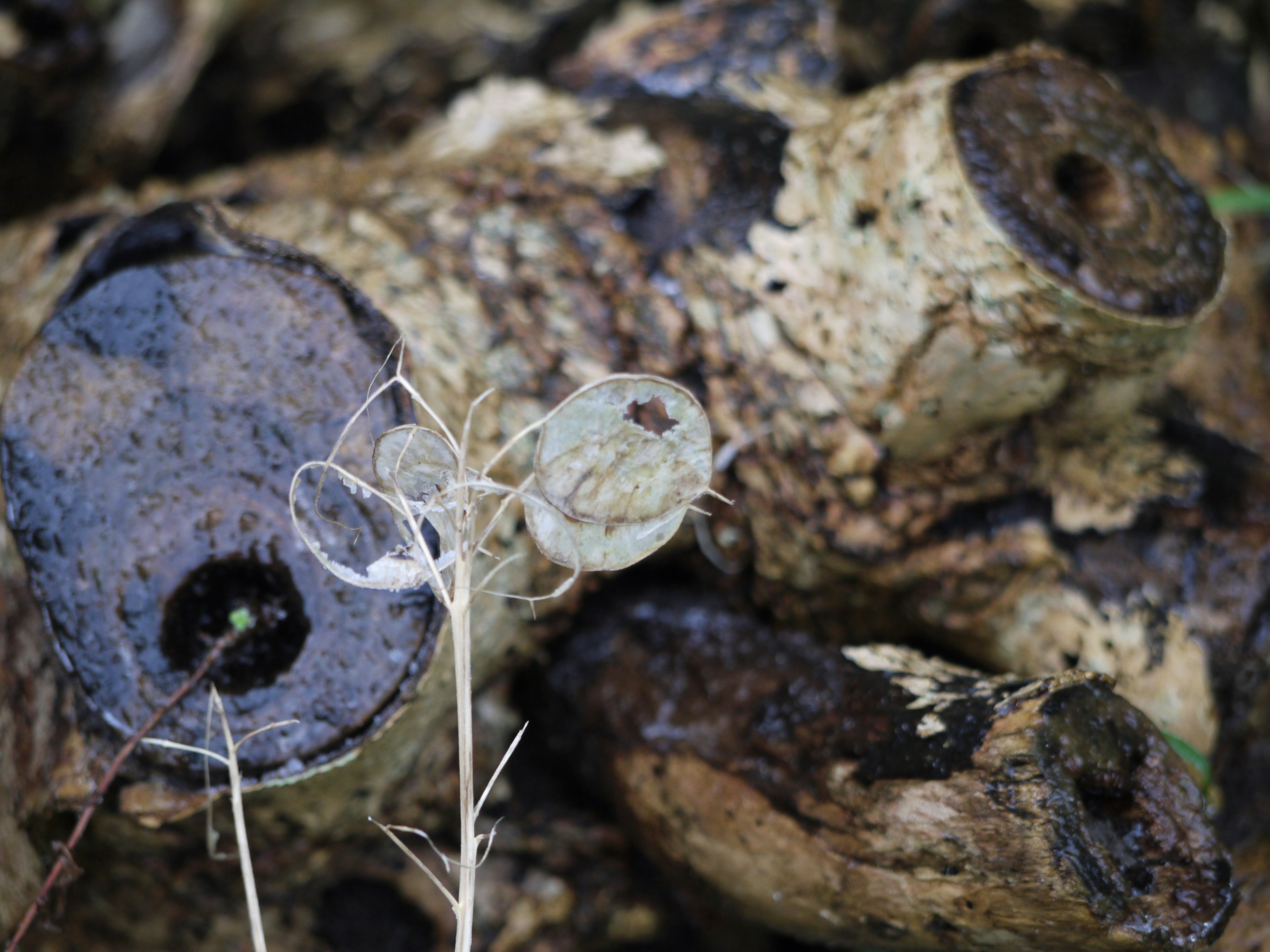 A close up of a tree stump with a spider crawling on it