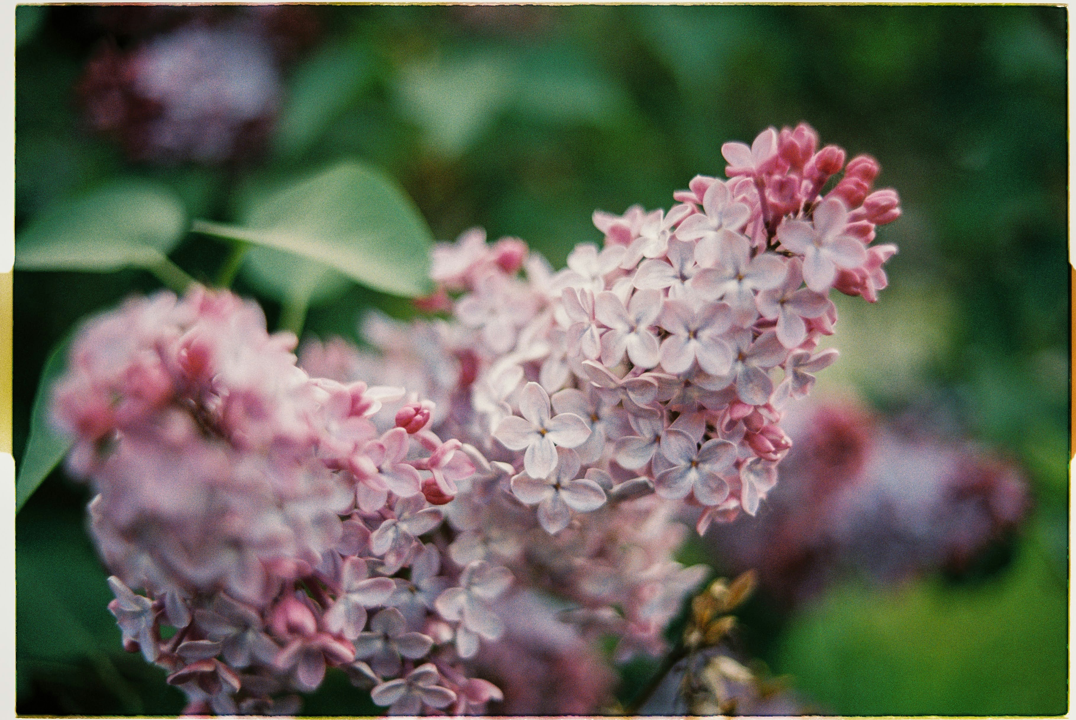 A close up of a bunch of pink flowers