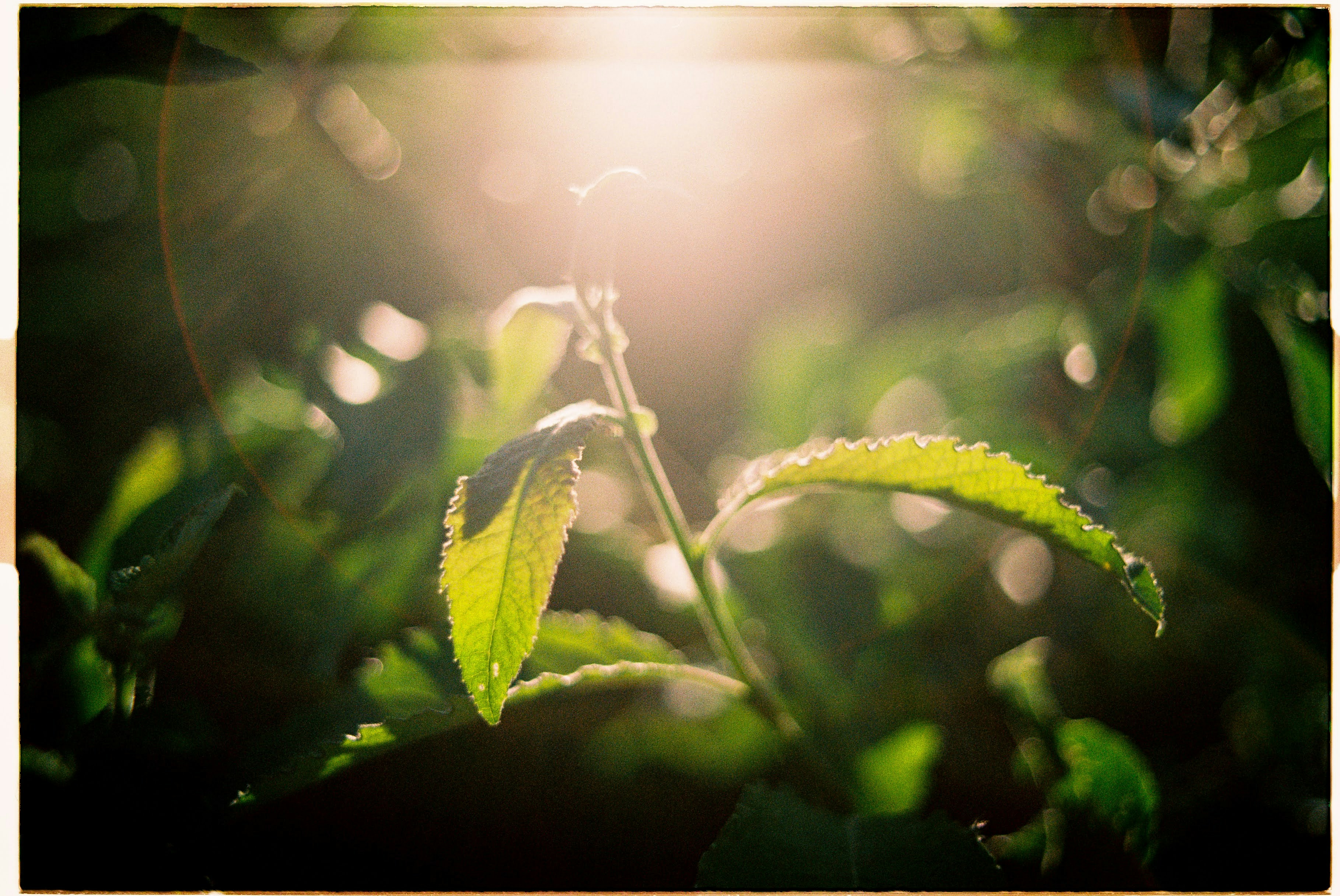A close up of a plant with the sun shining through the leaves