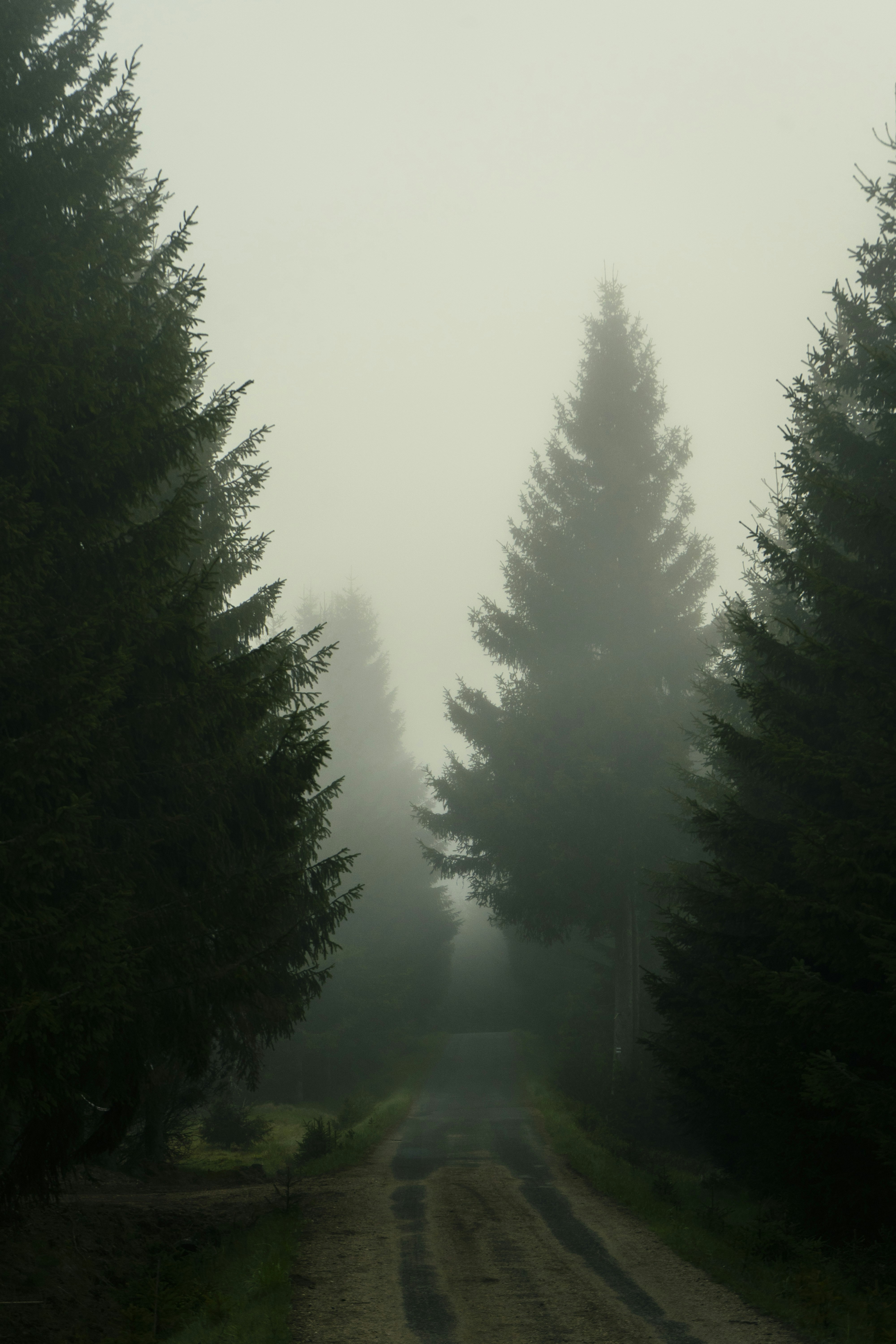 A dirt road surrounded by trees in the fog