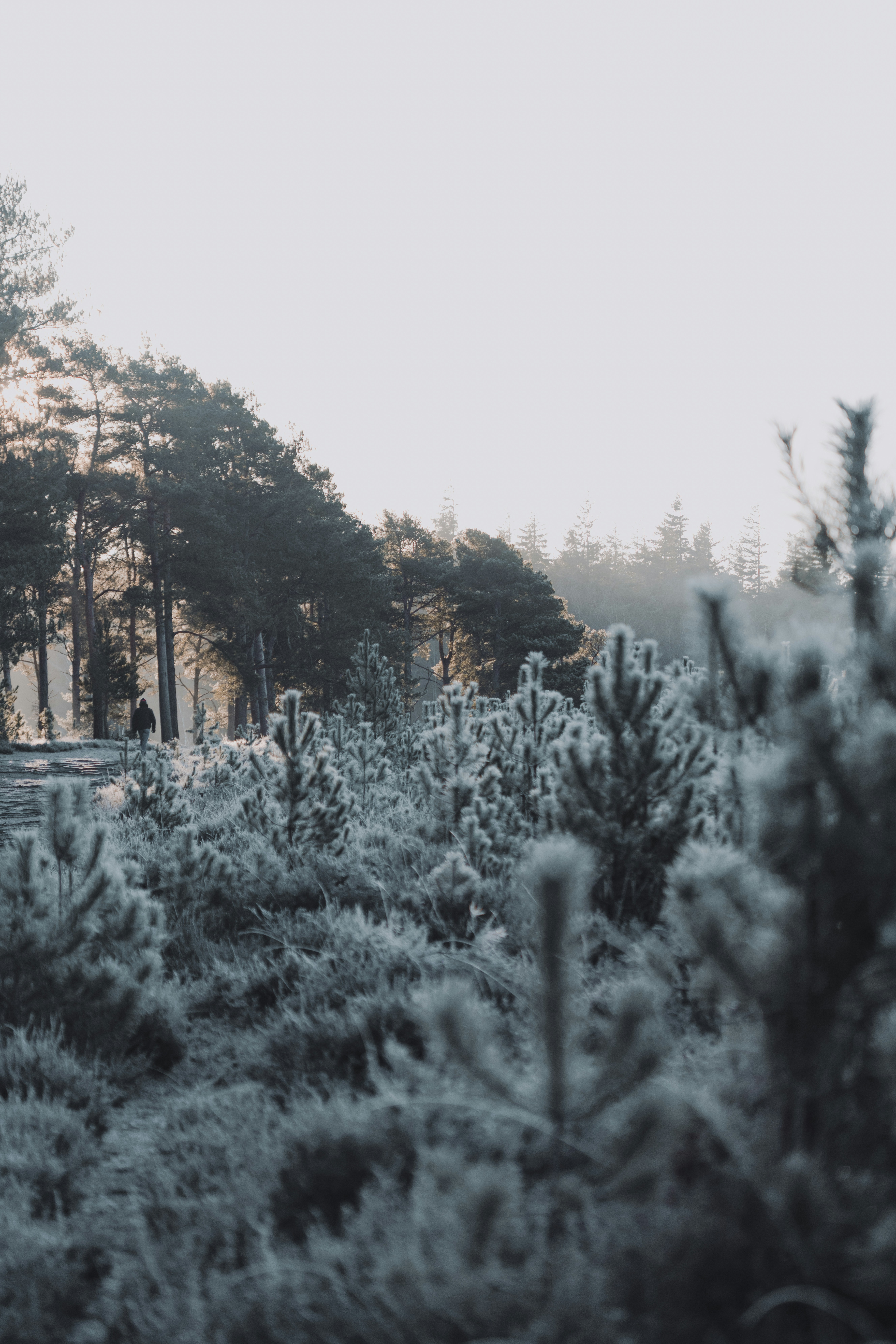 A forest filled with lots of trees covered in snow
