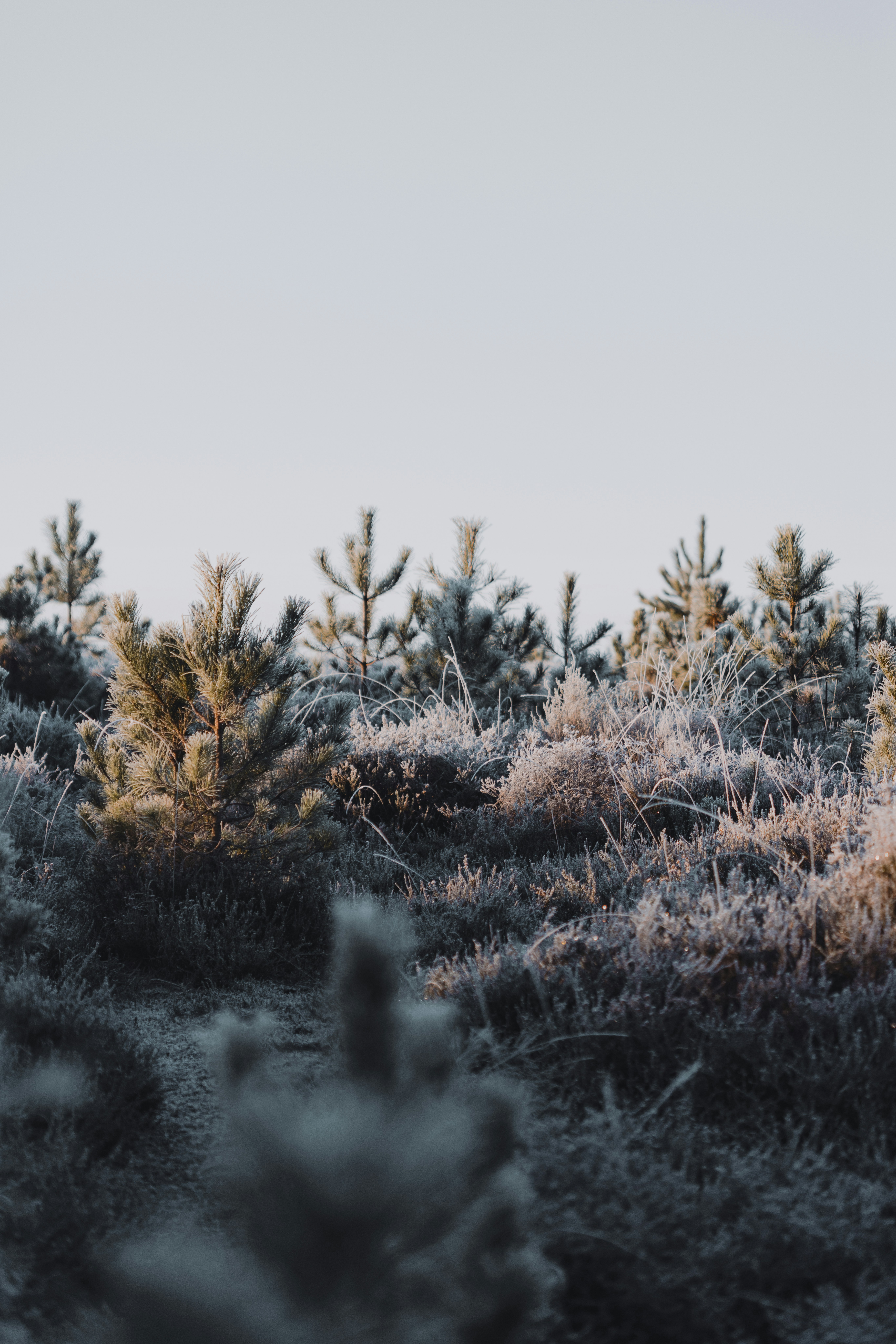 A group of pine trees covered in frost