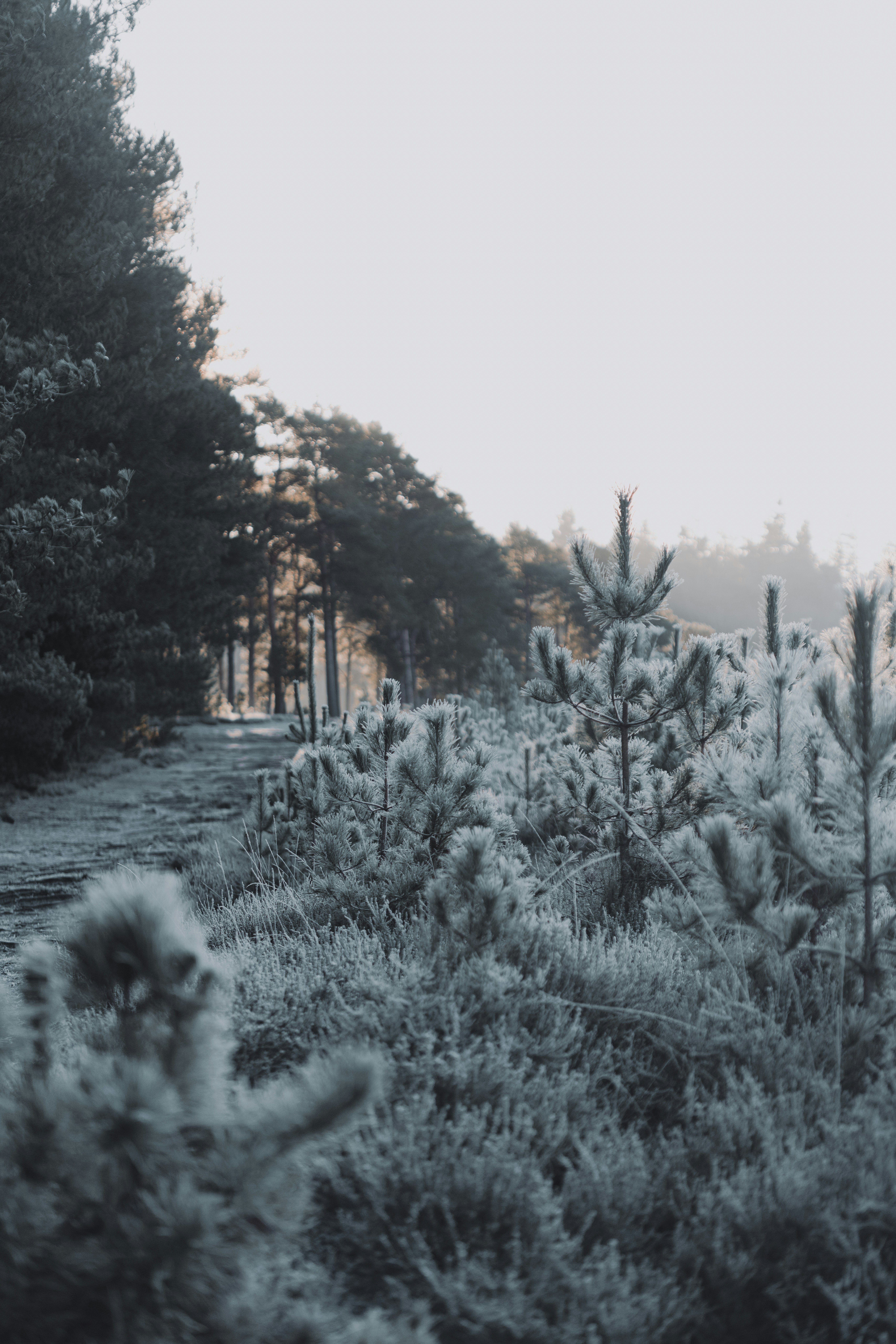 A dirt road surrounded by trees and bushes