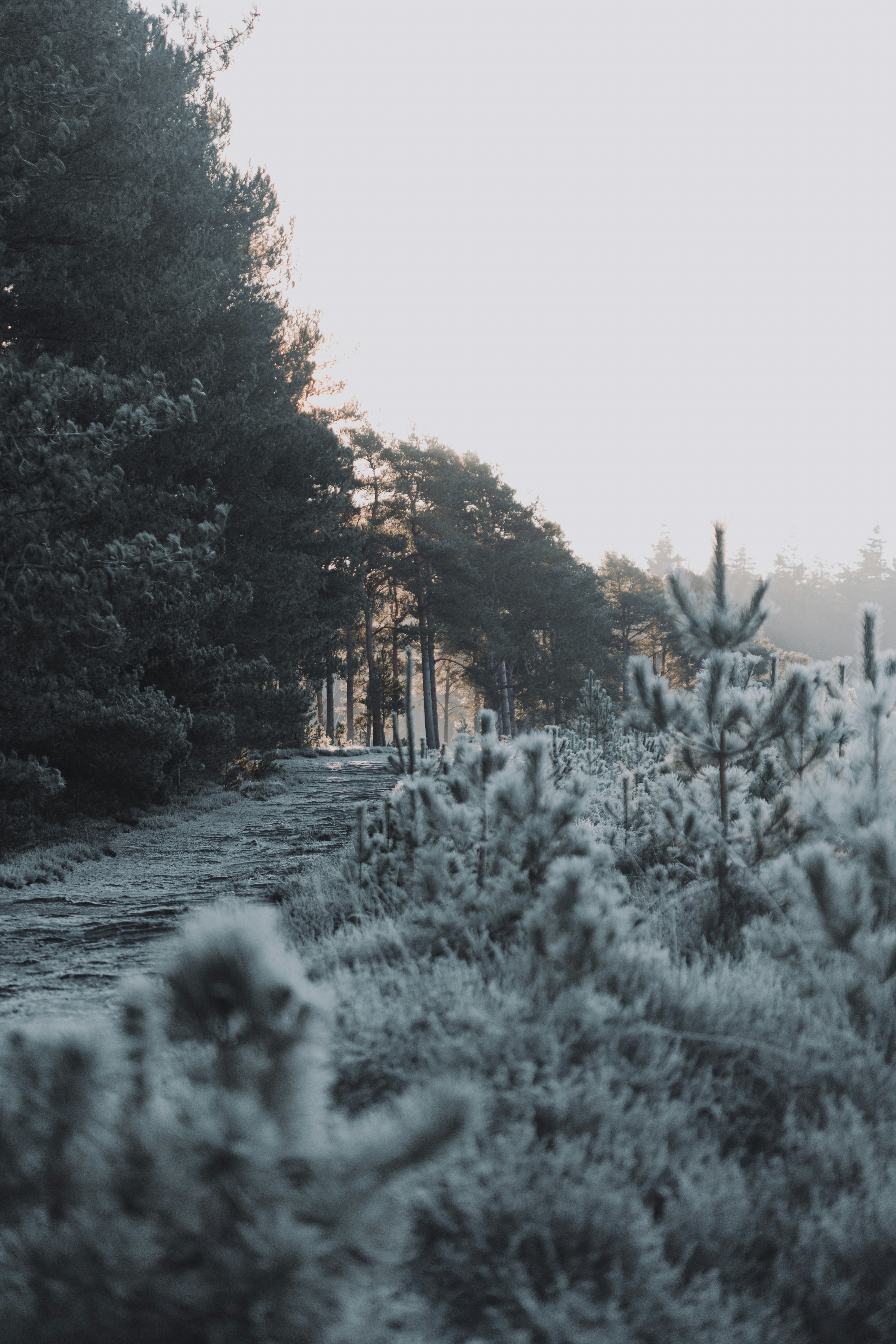 A dirt road surrounded by trees and bushes