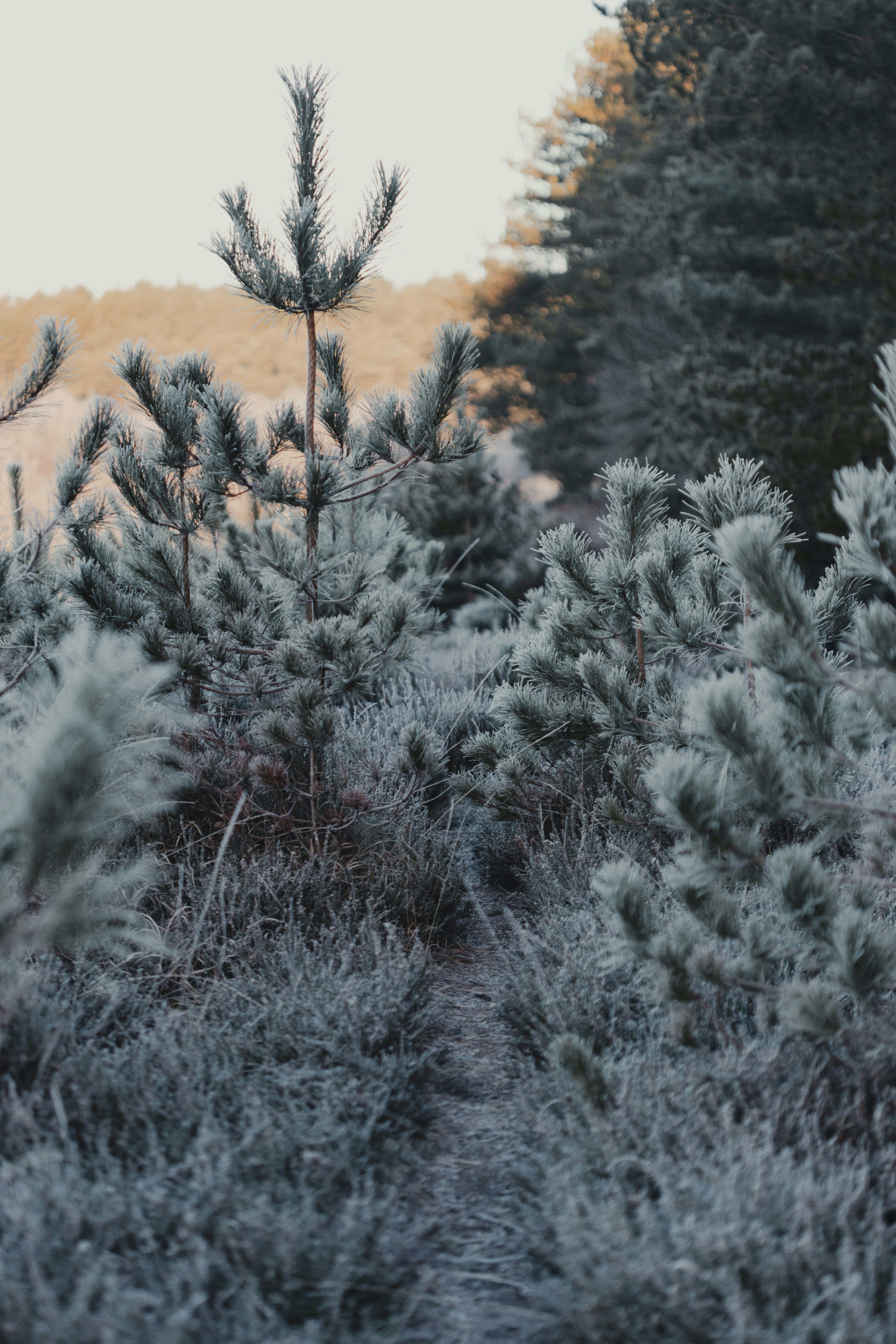 A group of trees that are next to each other