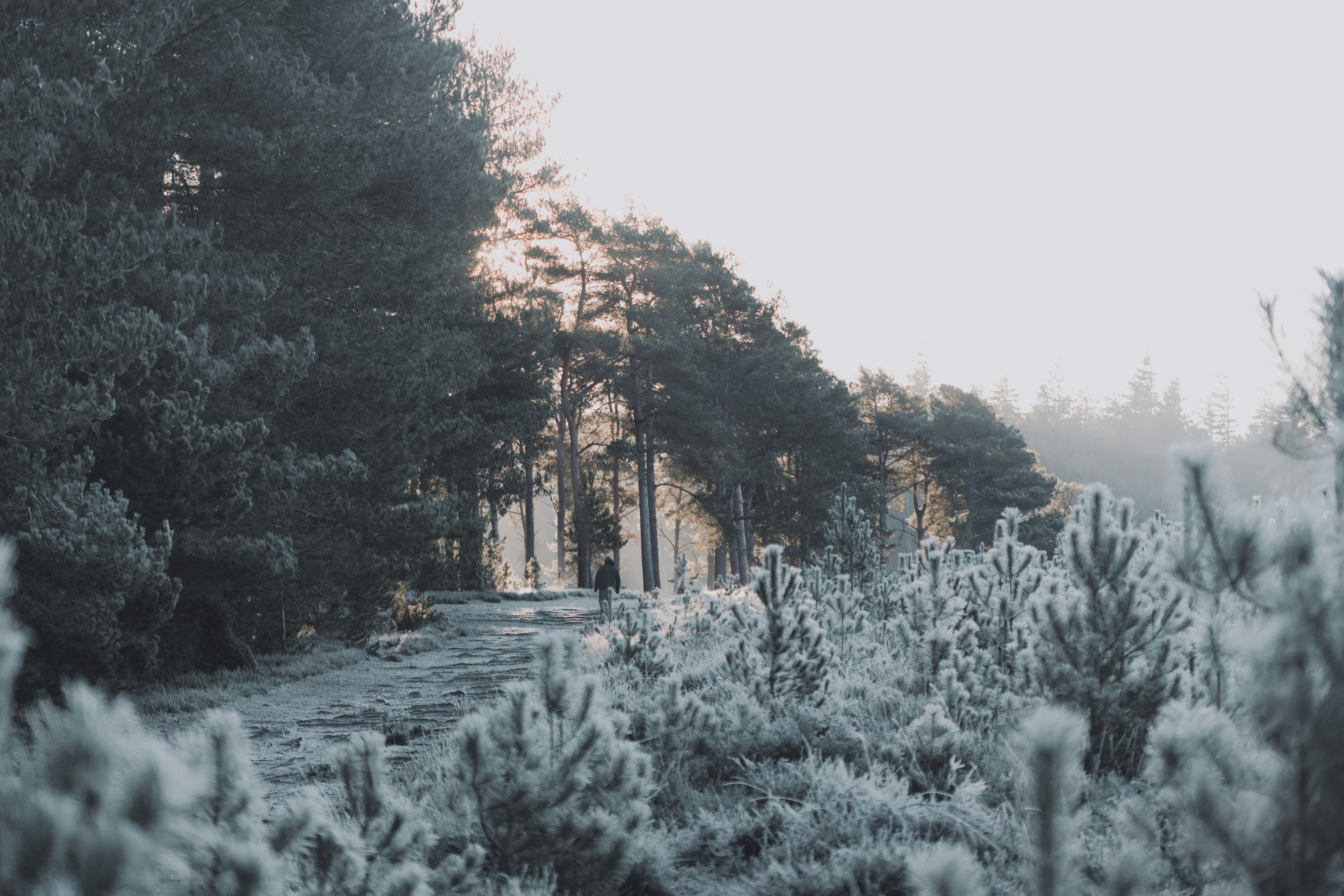 A forest filled with lots of trees covered in snow