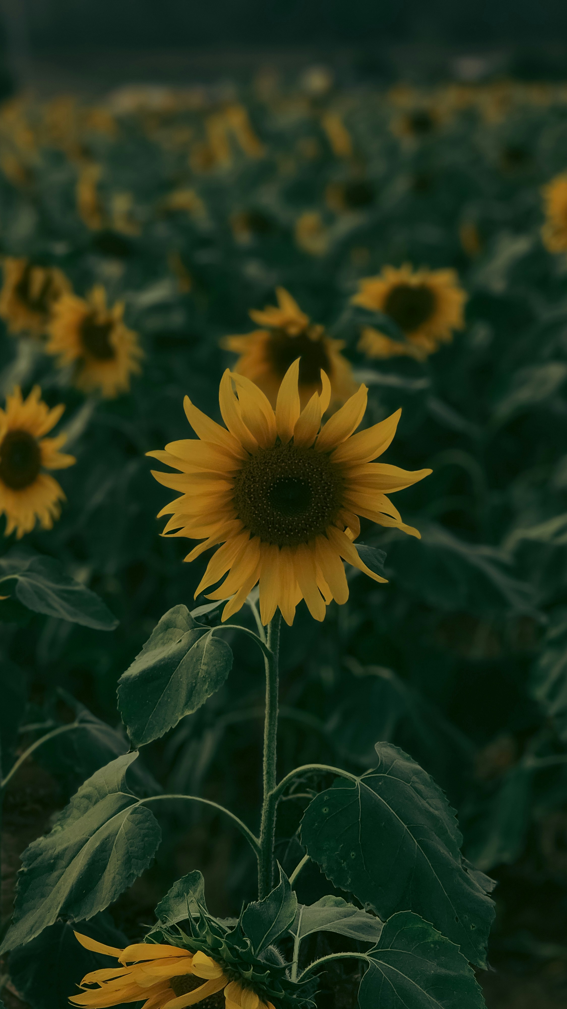 Photo by alangirish23